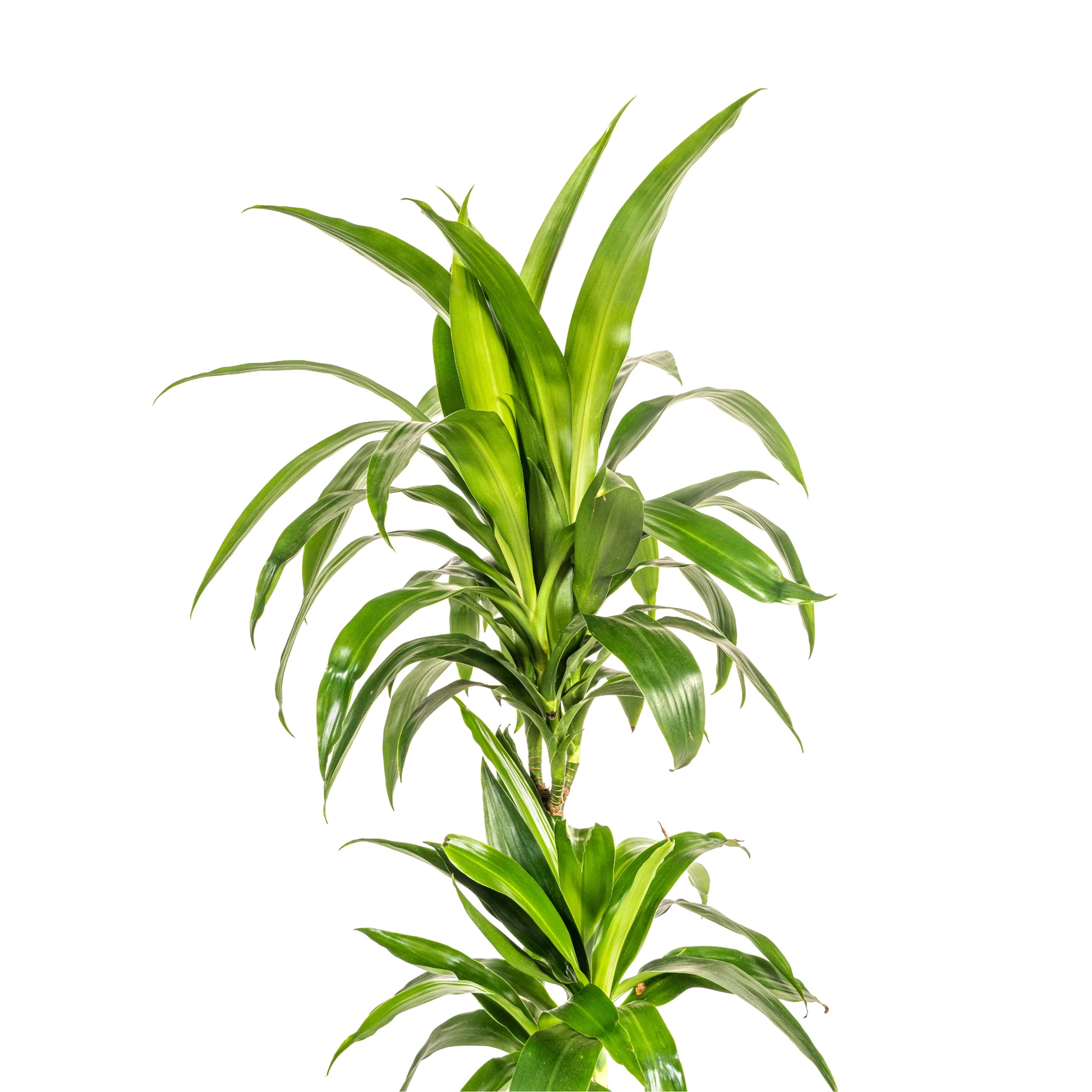 Drachenbaum - Dracaena Deremensis Lisa | 70 - 90cm | Ø19cm