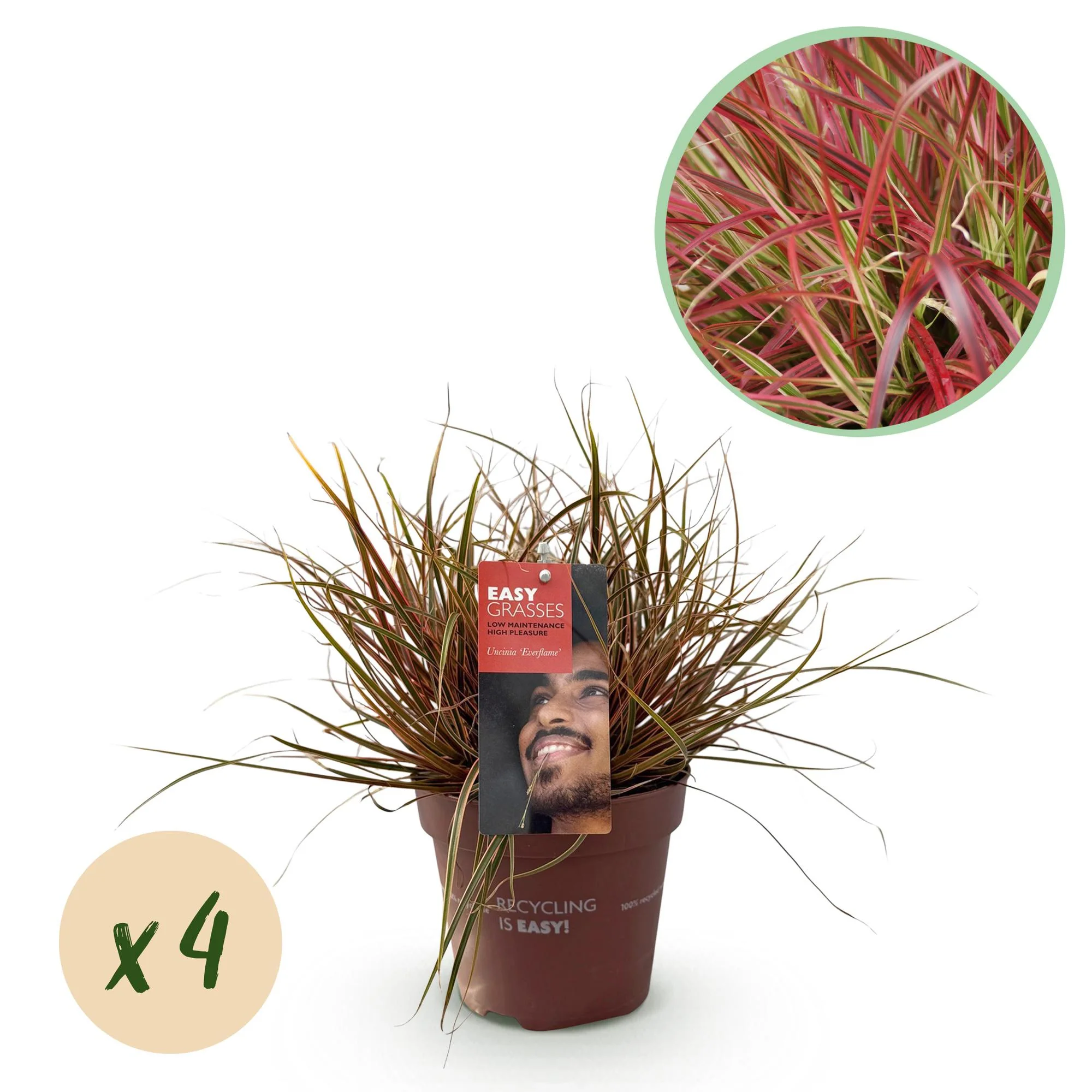 4x Rotes Ziergras - Uncinia rubra Everflame | 50 cm | Ø17 cm