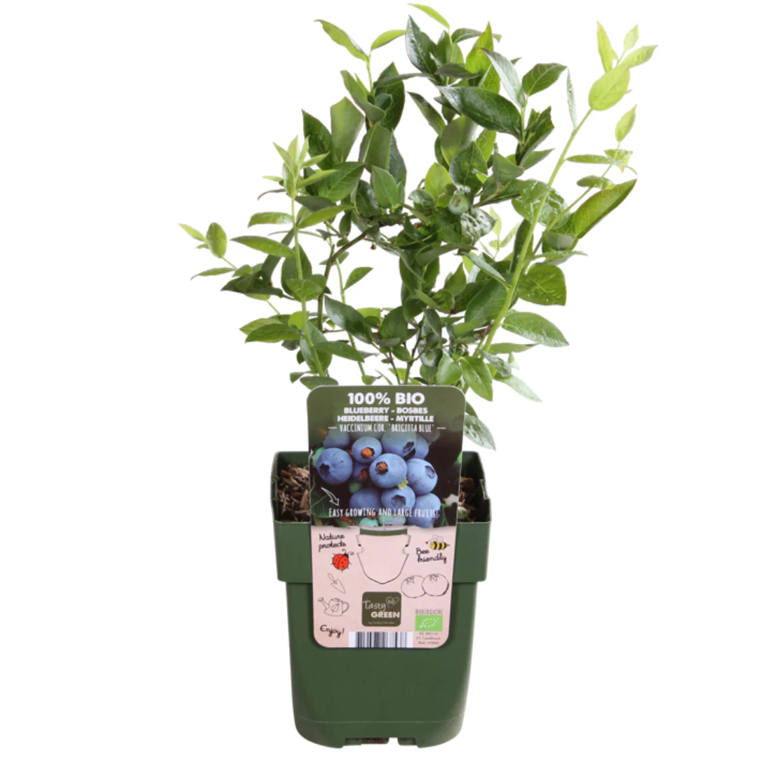 Bio-Blaubeerpflanzen Heidelbeeren – Vaccinium corymbosum | 20 cm | Topf Ø13 cm