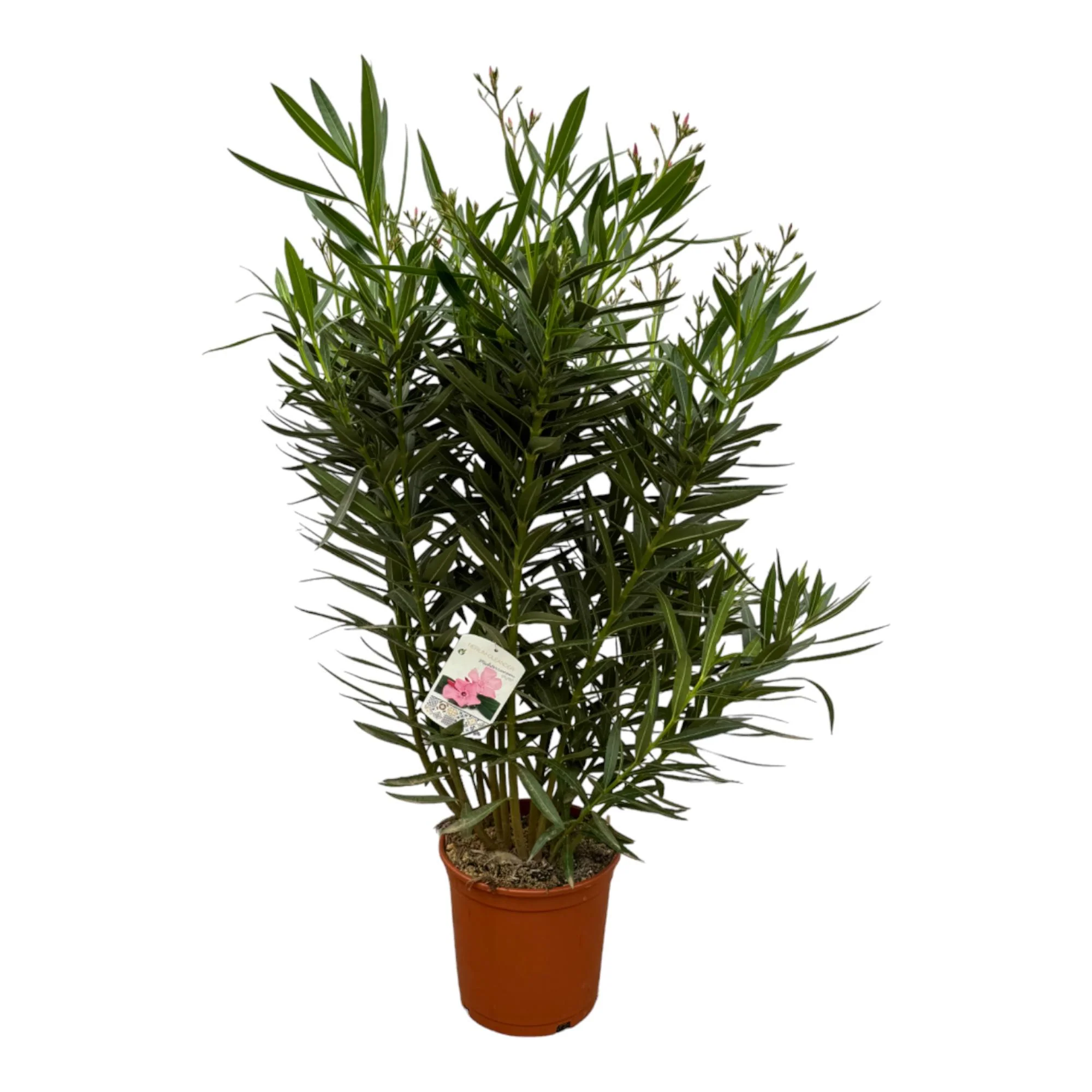 Oleander-Strauch mit weißen Blüten - Nerium Oleander | 160 cm | Ø32cm