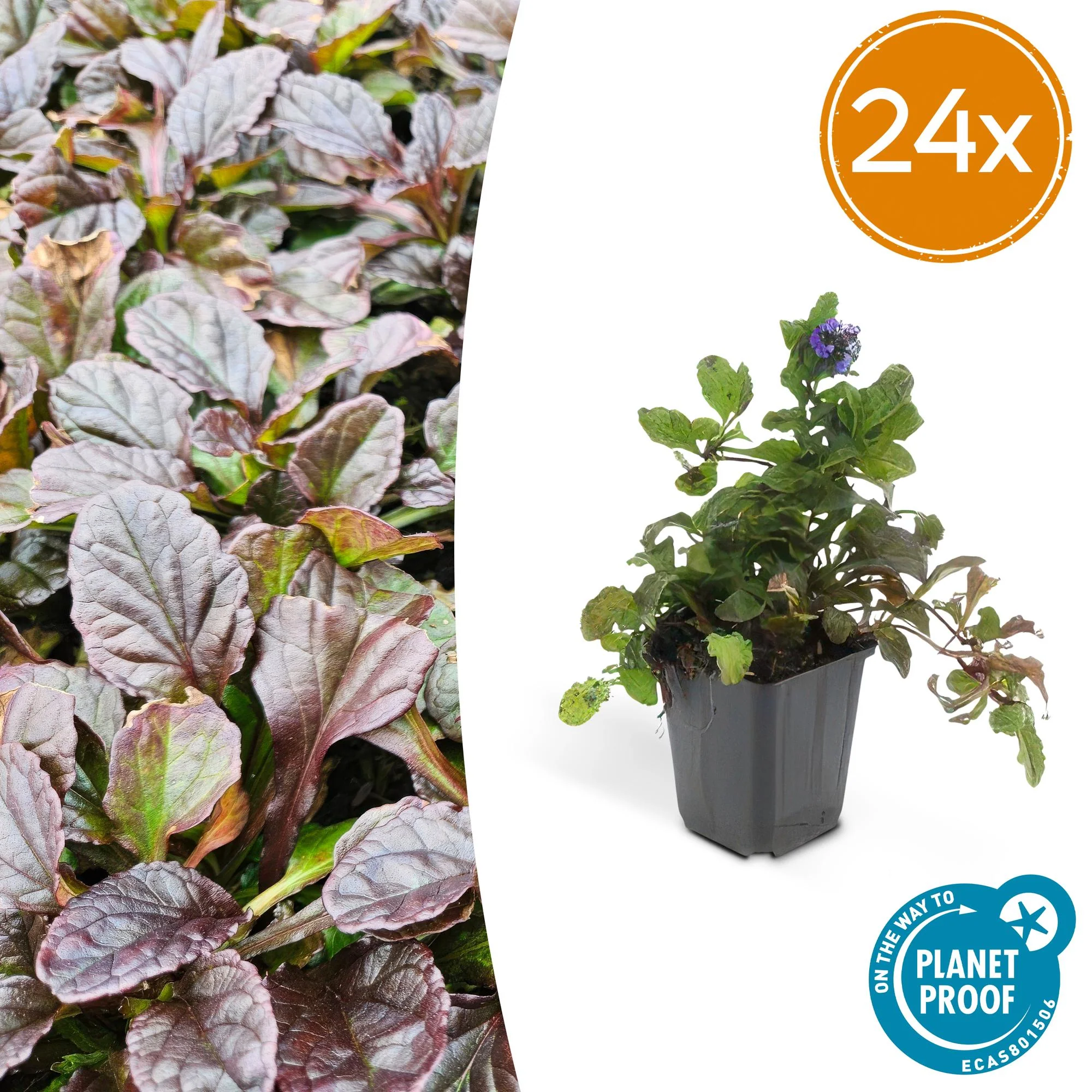 24x Kriechender Günsel - Ajuga reptans | 10-25cm | Ø9cm