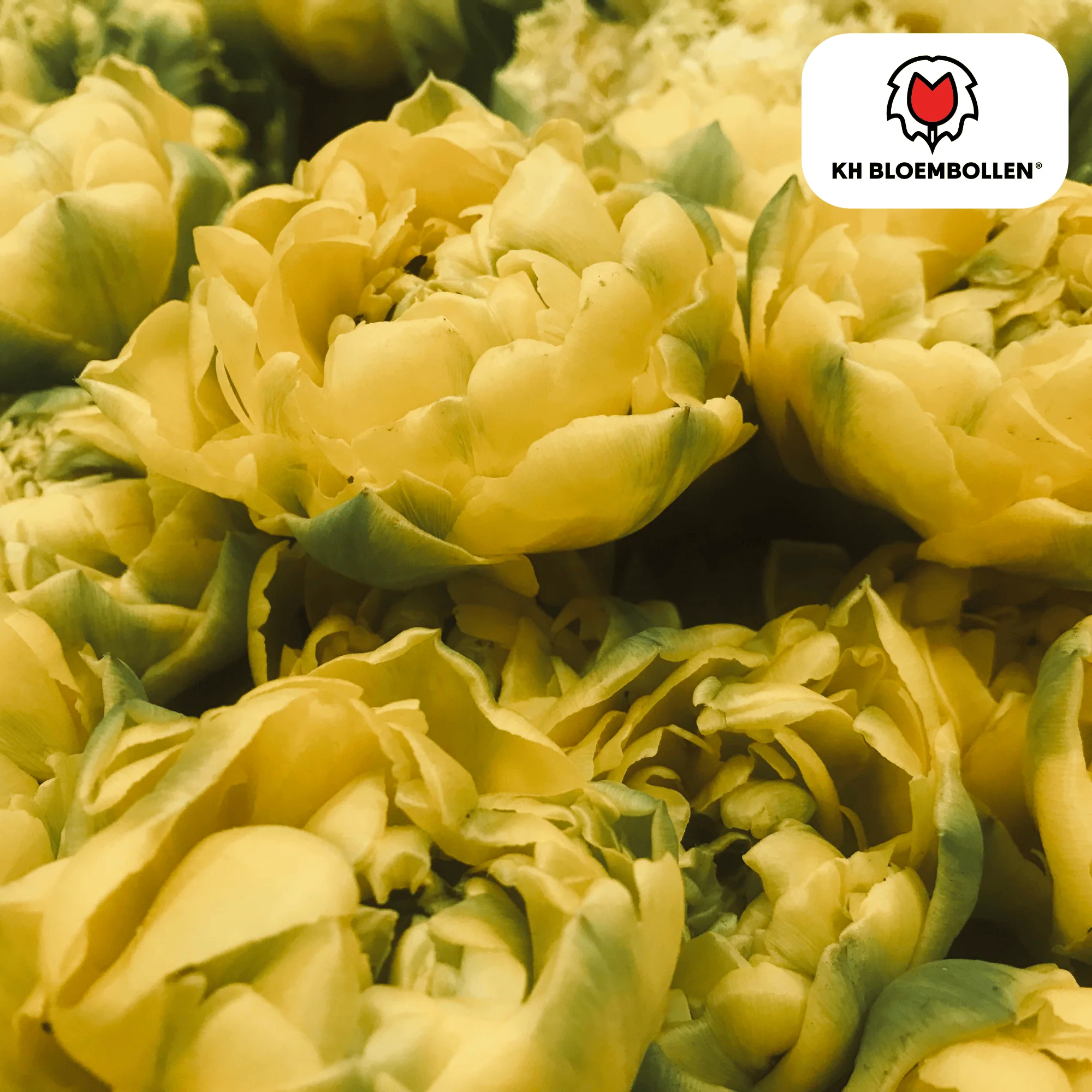 Tulpenzwiebeln Avant Garde – 20 Stück | Größe 11/12