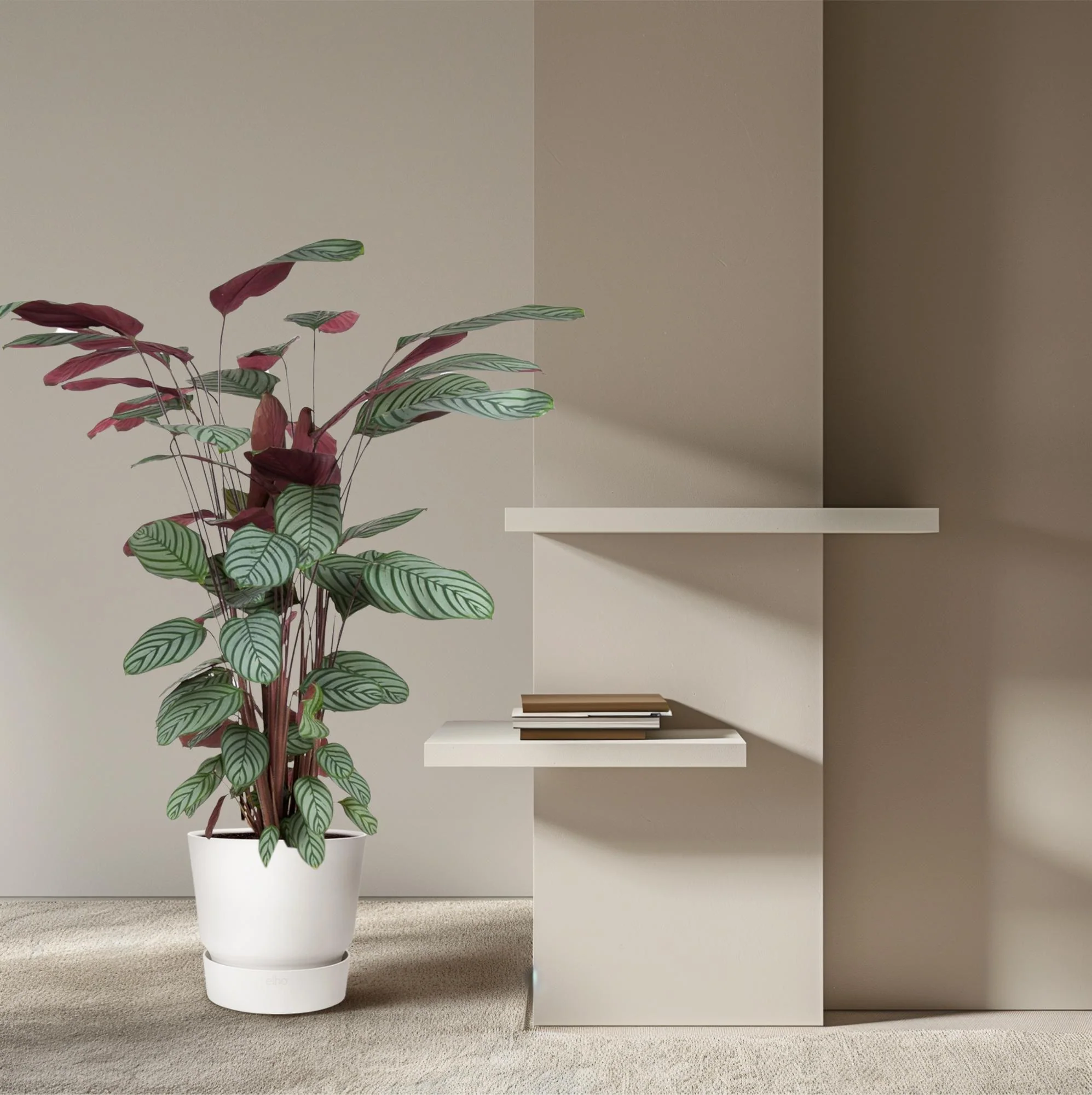 Calathea Oppenheimiana - Korbmarante | 130 cm | Ø27 cm