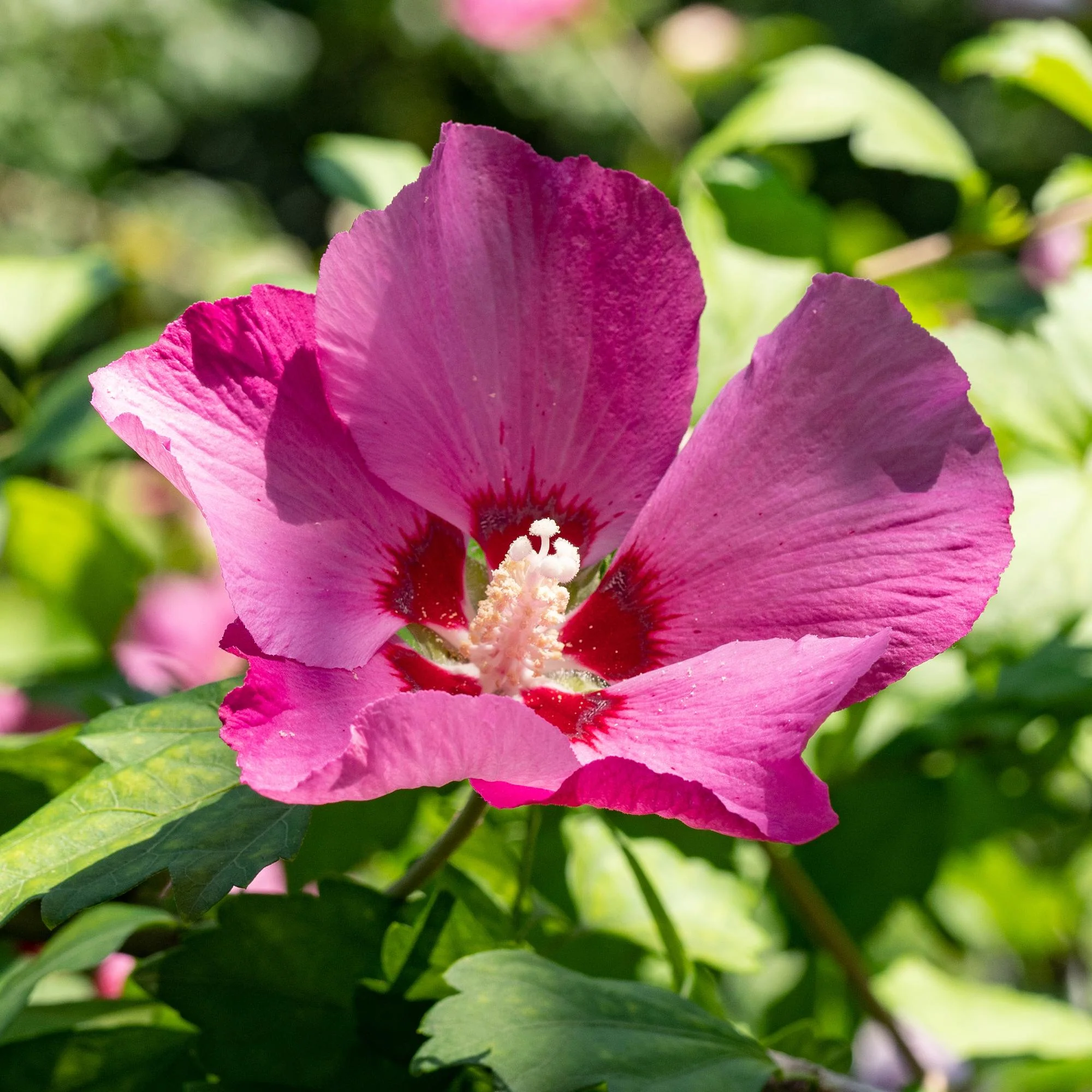 Straucheibisch- Hibiscus syriacus Woodbridge | Topf 17cm Höhe 45cm