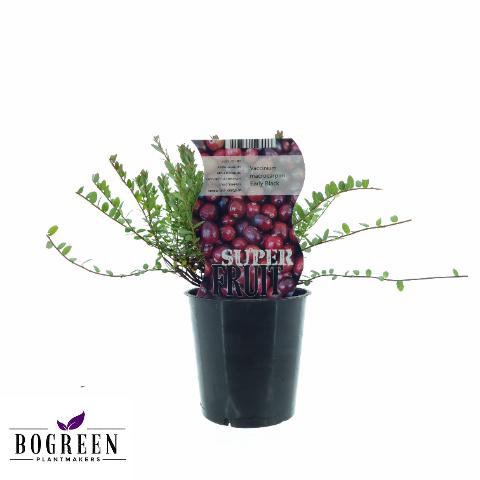 Preiselbeere 'Early Black' – Vaccinium macrocarpon | Ø12 cm | 20 cm
