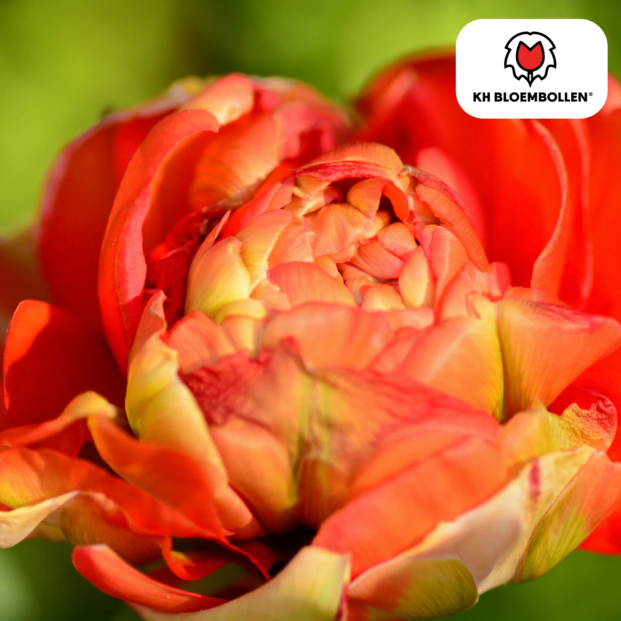 Tulpenzwiebeln Gudoshnik Double – 20 Stück | Größe 11/12