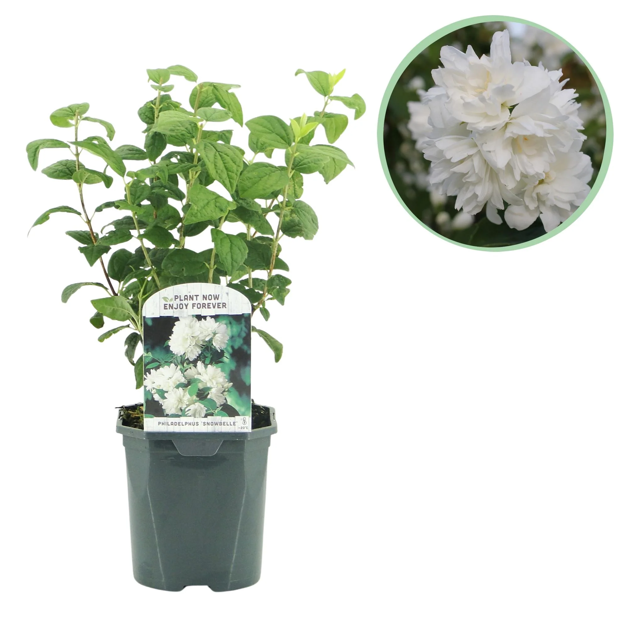 Gartenjasmin - Bauernjasmin - Philadelphus Snowbelle | Topf 17cm - Höhe 45cm