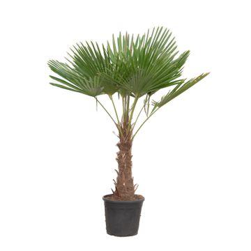 XXL Chinesische Hanfpalme - Trachycarpus Fortuneii | 180 - 200 cm | Ø40cm