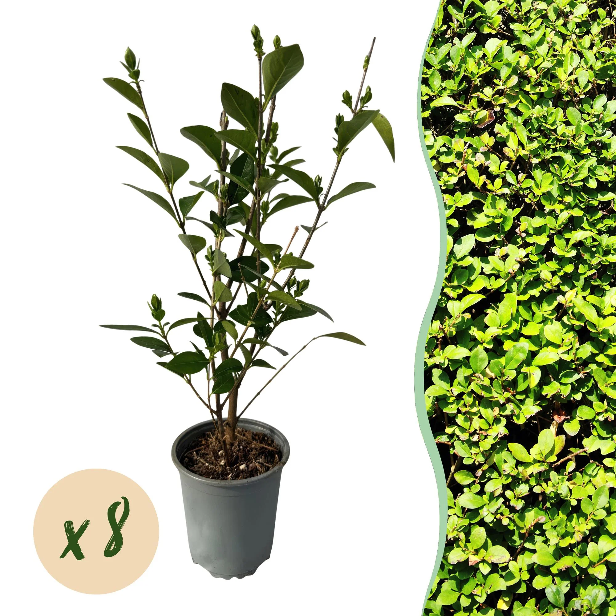 8x Liguster - Ligustrum ovalifolium | 8 Pflanzen - 1 laufender Meter | Topf 9cm - Höhe 35-40cm