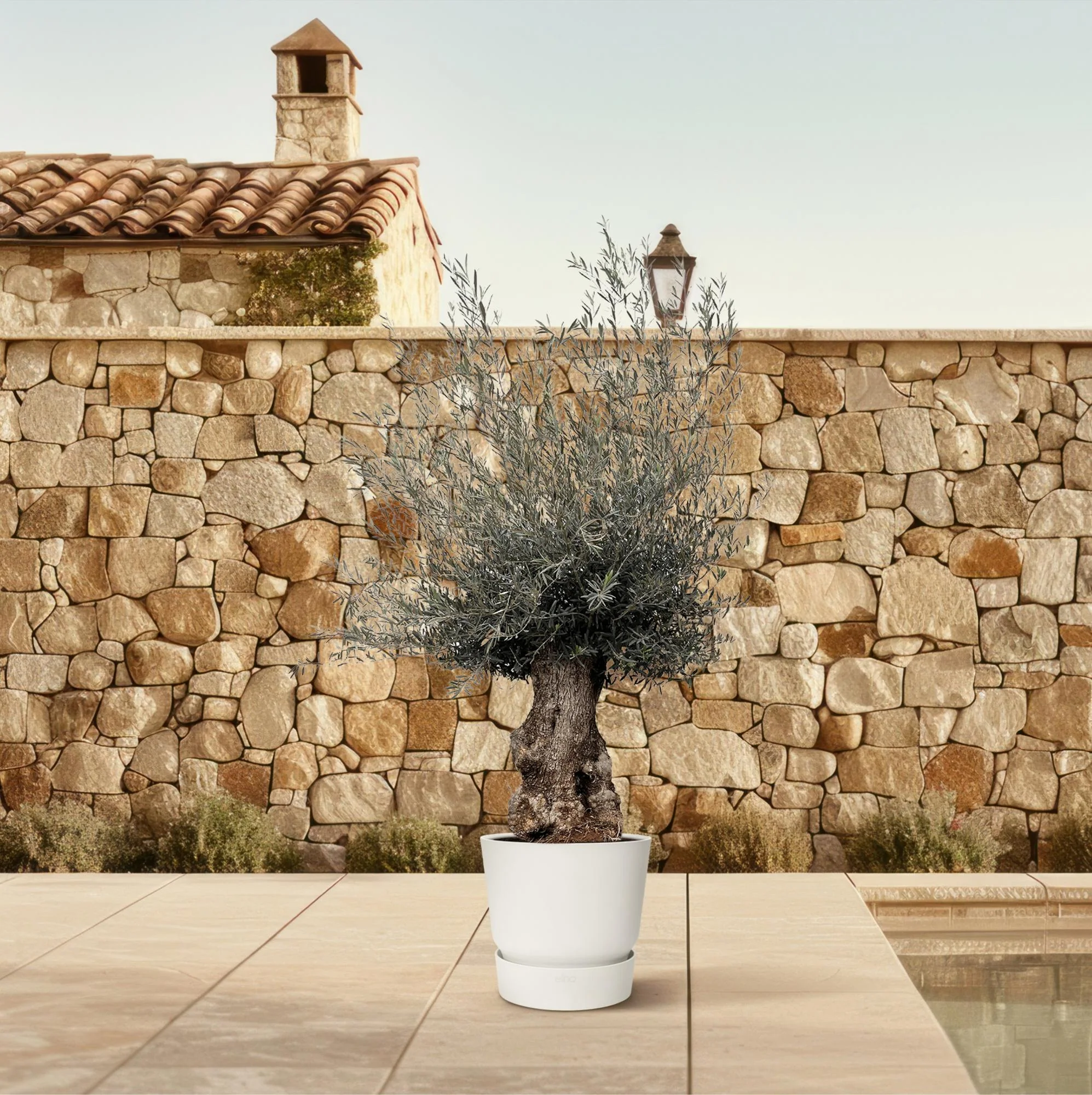 XXL Olivenbaum-Bonsai - Olea Europaea Bonsai | 270 cm | Ø80 cm