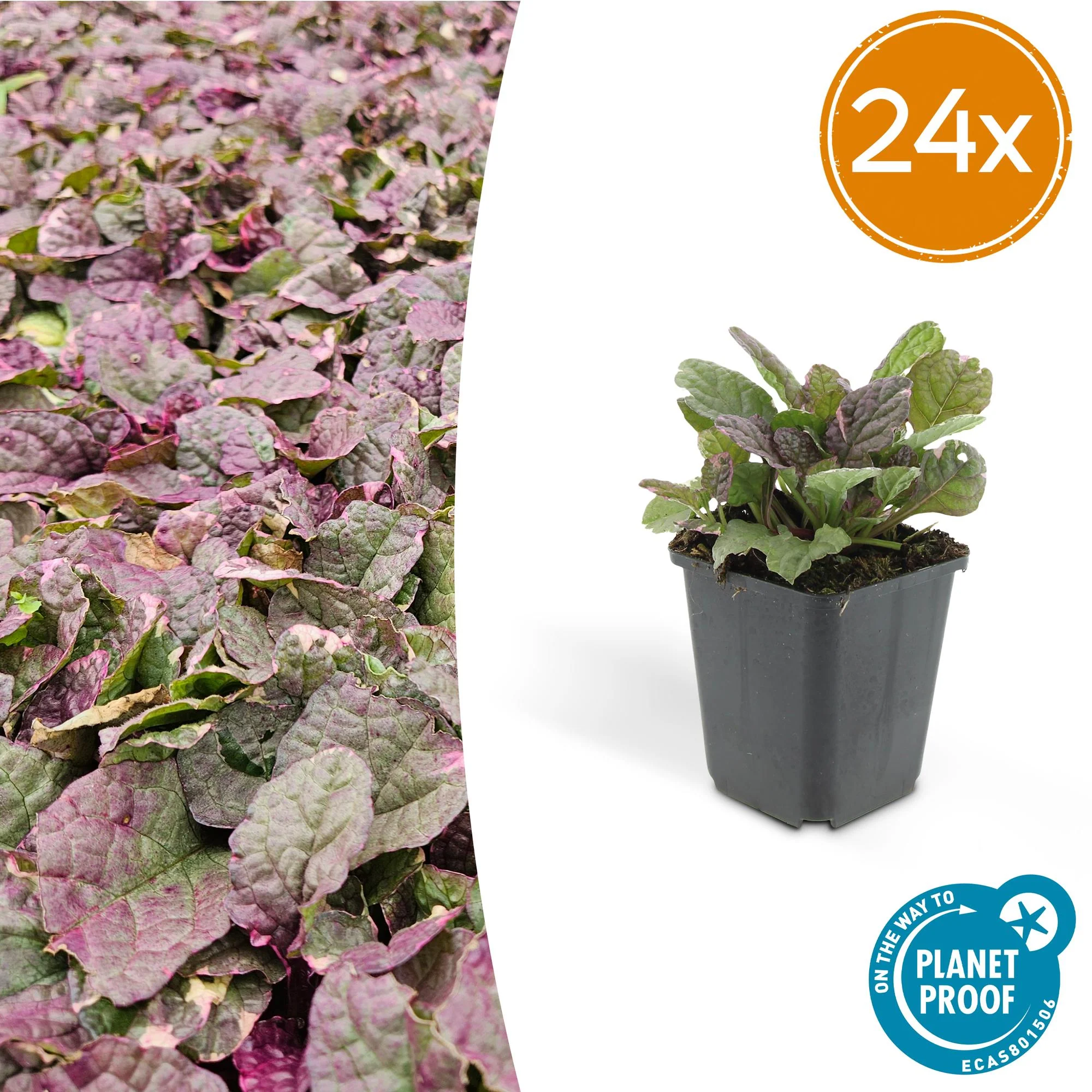 24x Kriechender Günsel - Ajuga reptans 'Burgundy Glow' | ↕10-25cm | Ø9cm