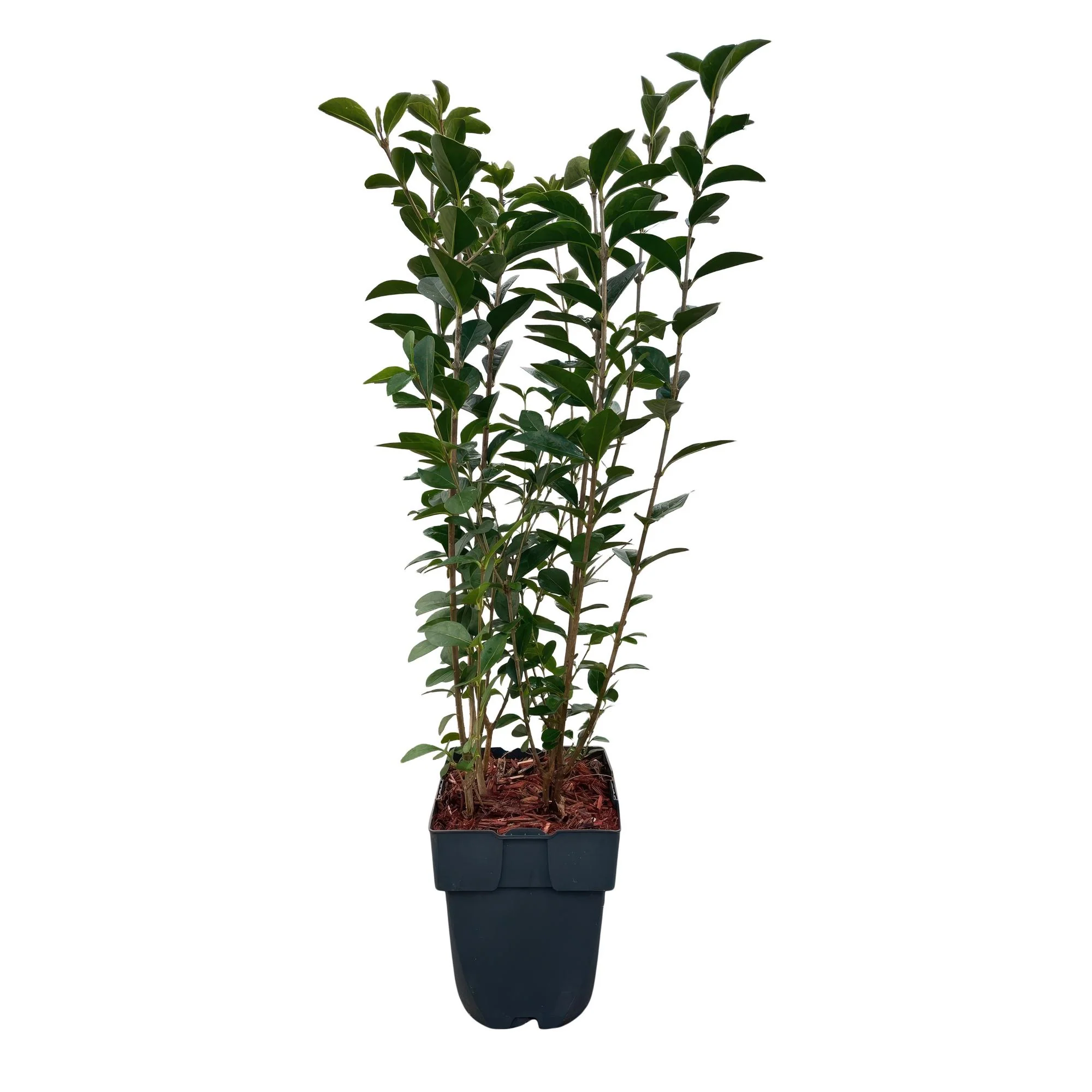 6x Liguster - Ligustrum ovalifolium | 6 Pflanzen - 1 laufender Meter | Topf 17cm - Höhe 55cm