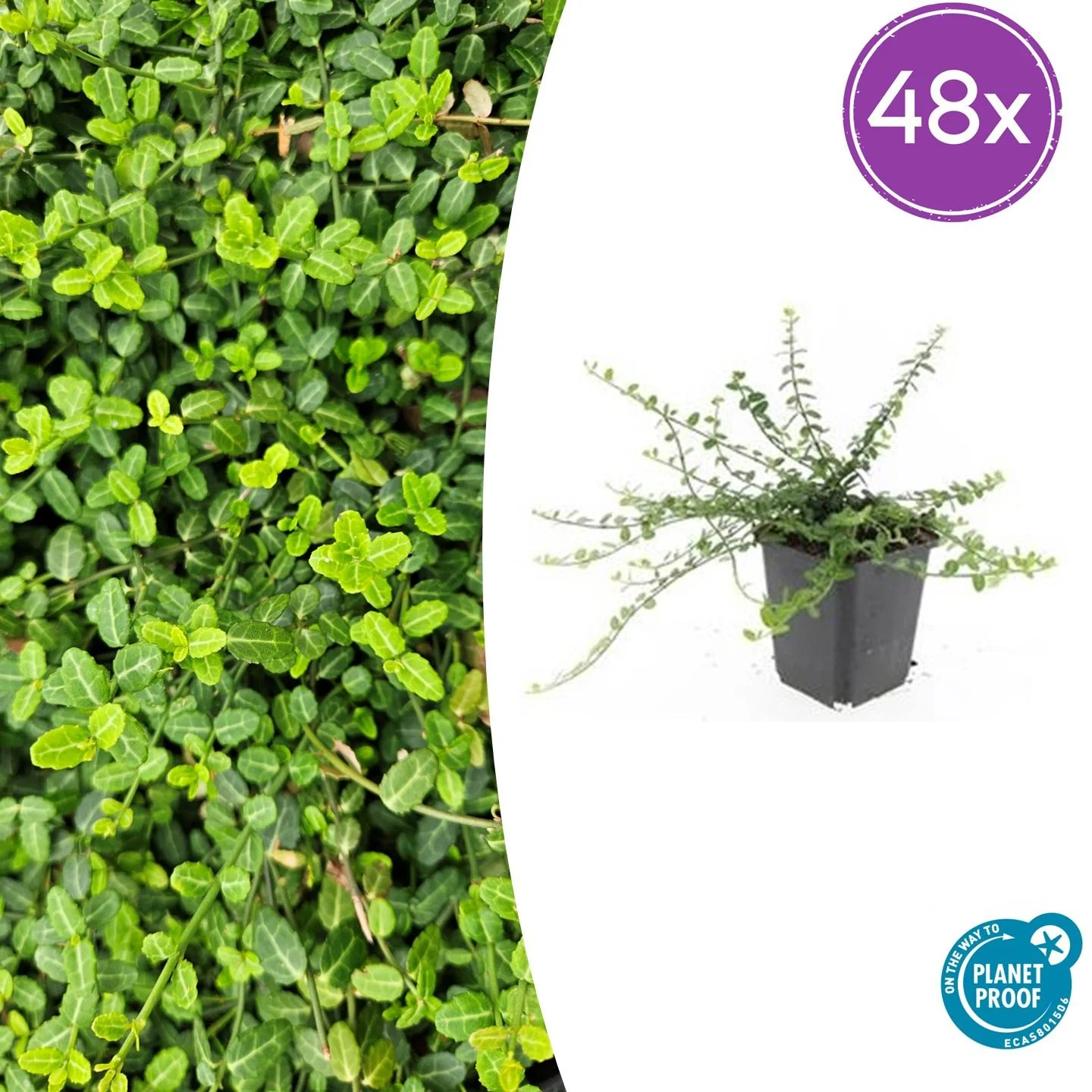 48x Zwergspindelstrauch - Euonymus fort. 'Minimus' | 10-25cm | Ø9cm