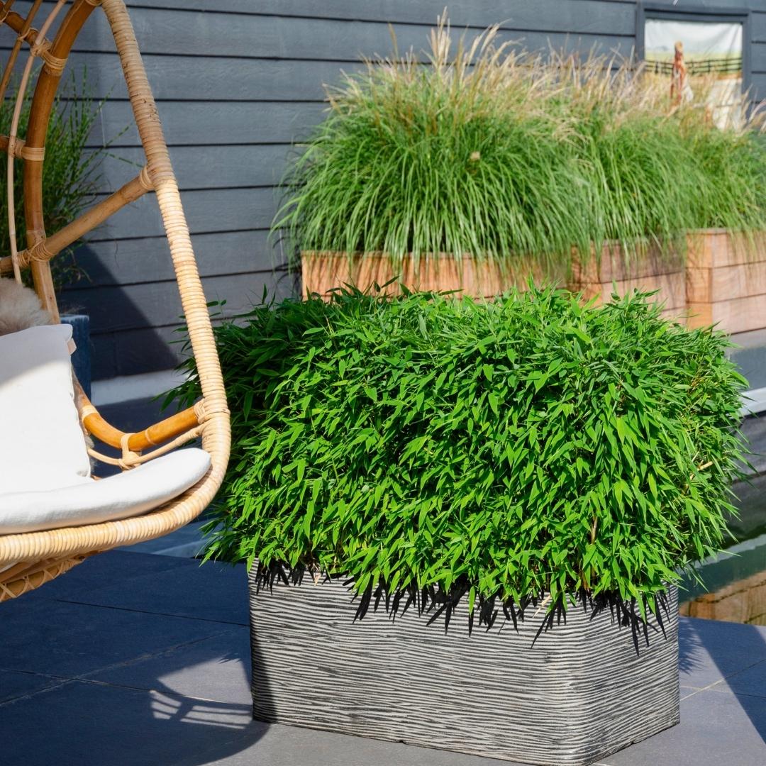 Bambus 'Moontears' - Fargesia moontears | Ø 29 cm - 70 cm