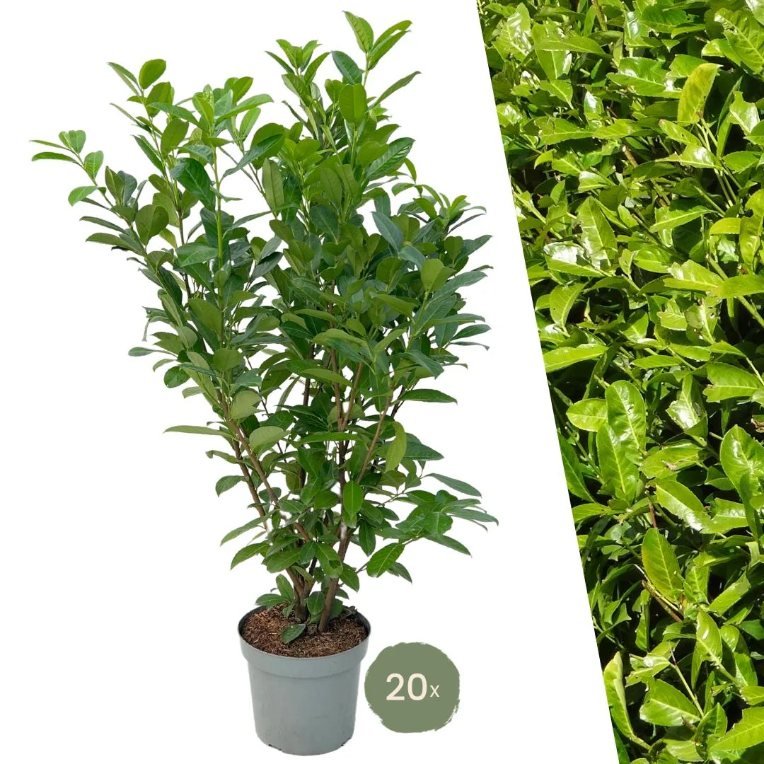 20x Große Kirschlorbeer - Rotundifolia | für 10 laufende Meter Hecke | Höhe: 125-150 cm