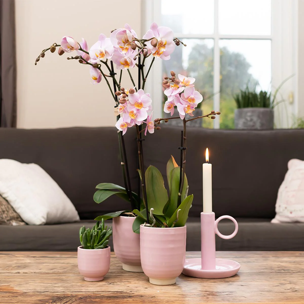 Rosa Phalaenopsis Orchidee -Mineral Kikion - Topfgröße Ø12cm | blühende Zimmerpflanze - frisch vom Züchter