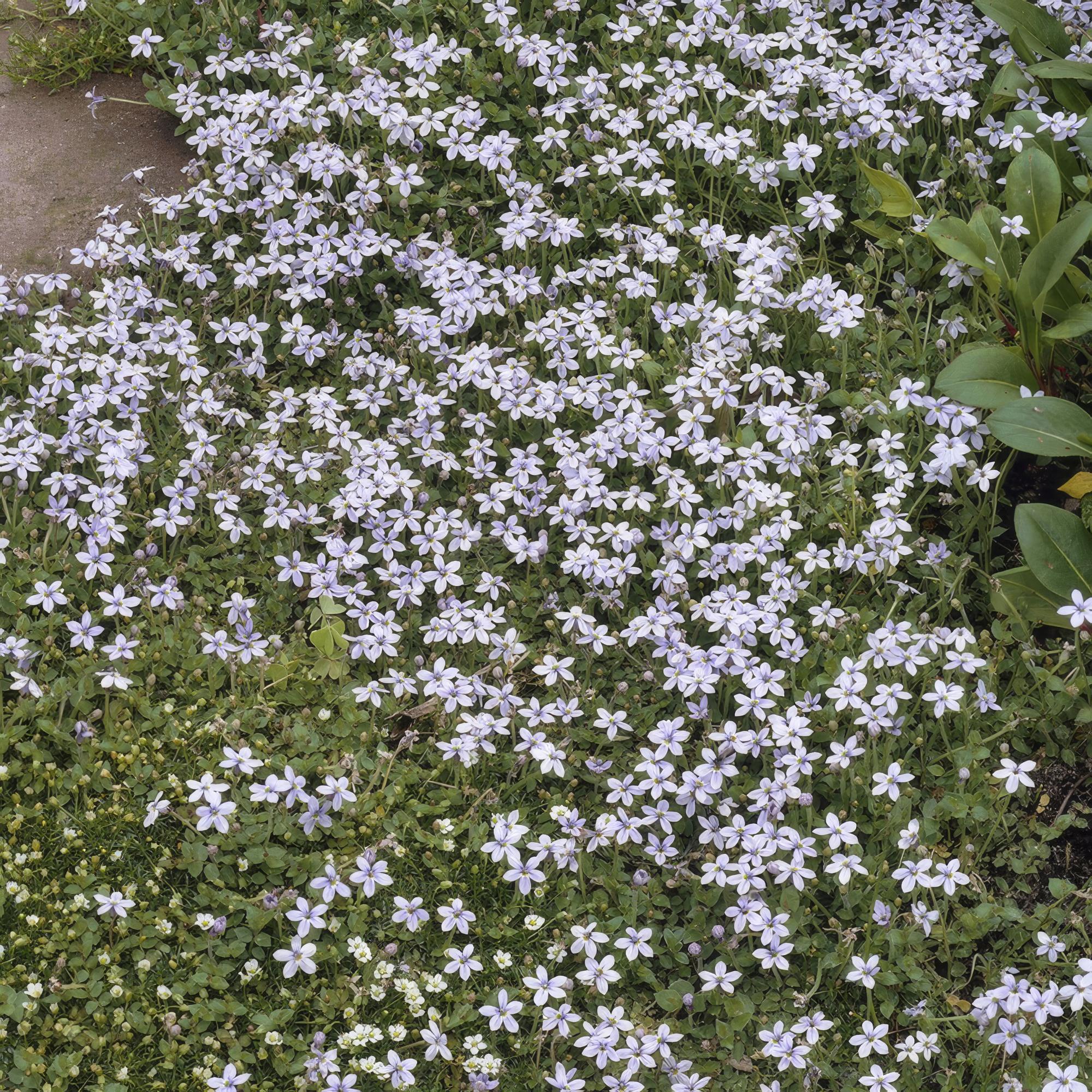 24x Sumpfglockenblume - Isotoma fluviatilis | 10-25cm | Ø9cm