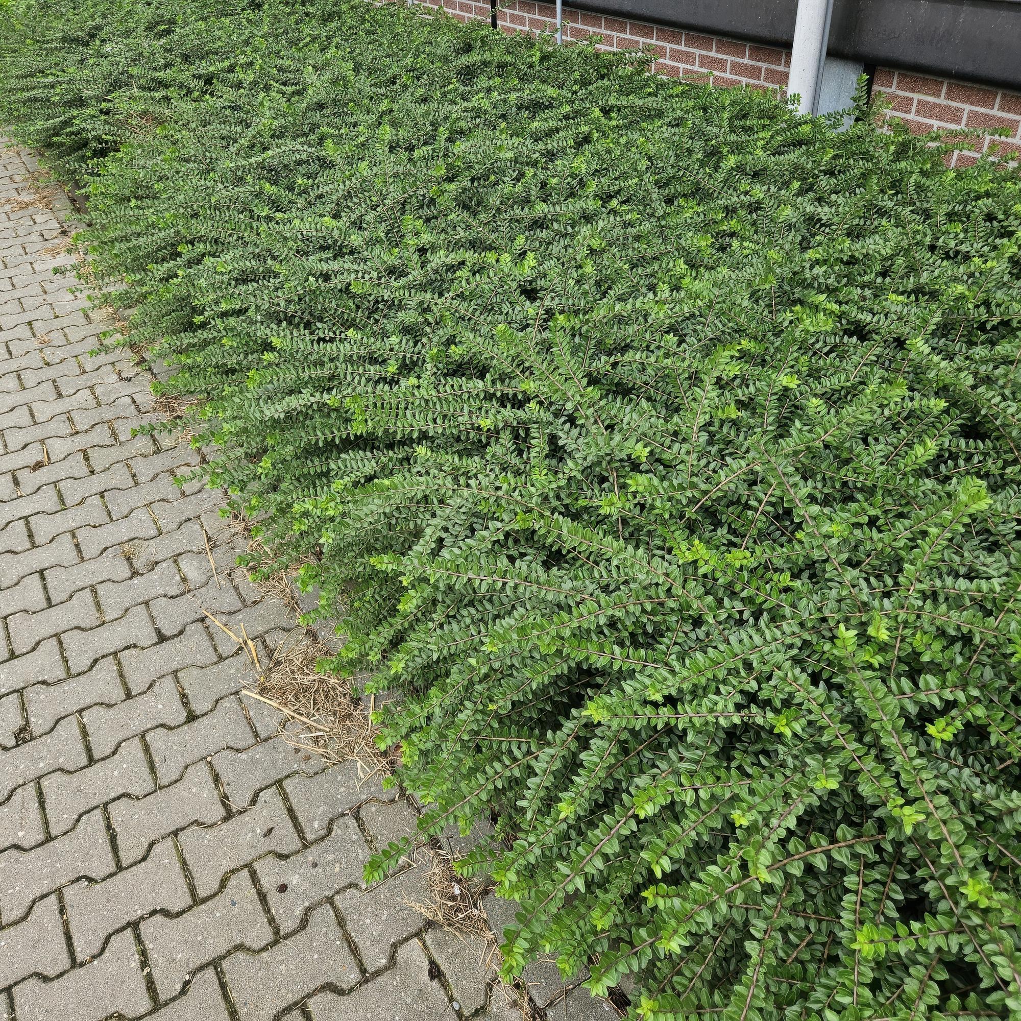 48x Maigrün-Heckenkirsche - Lonicera nit. 'Maigrün' | 10-25cm | Ø9cm