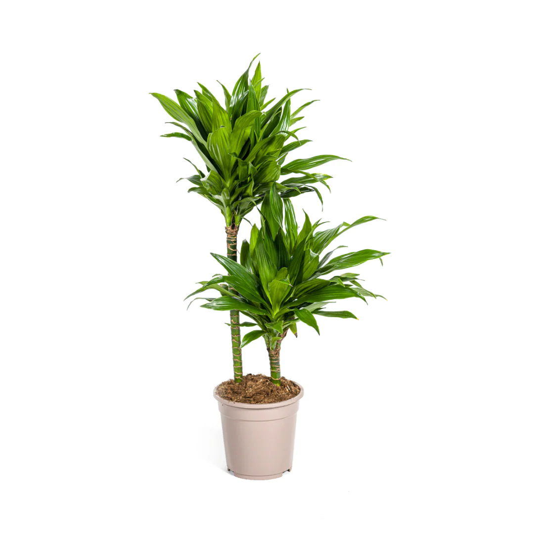 Drachenbaum - Dracaena Deremensis Green Jewel | 70 - 90cm |  Ø19cm