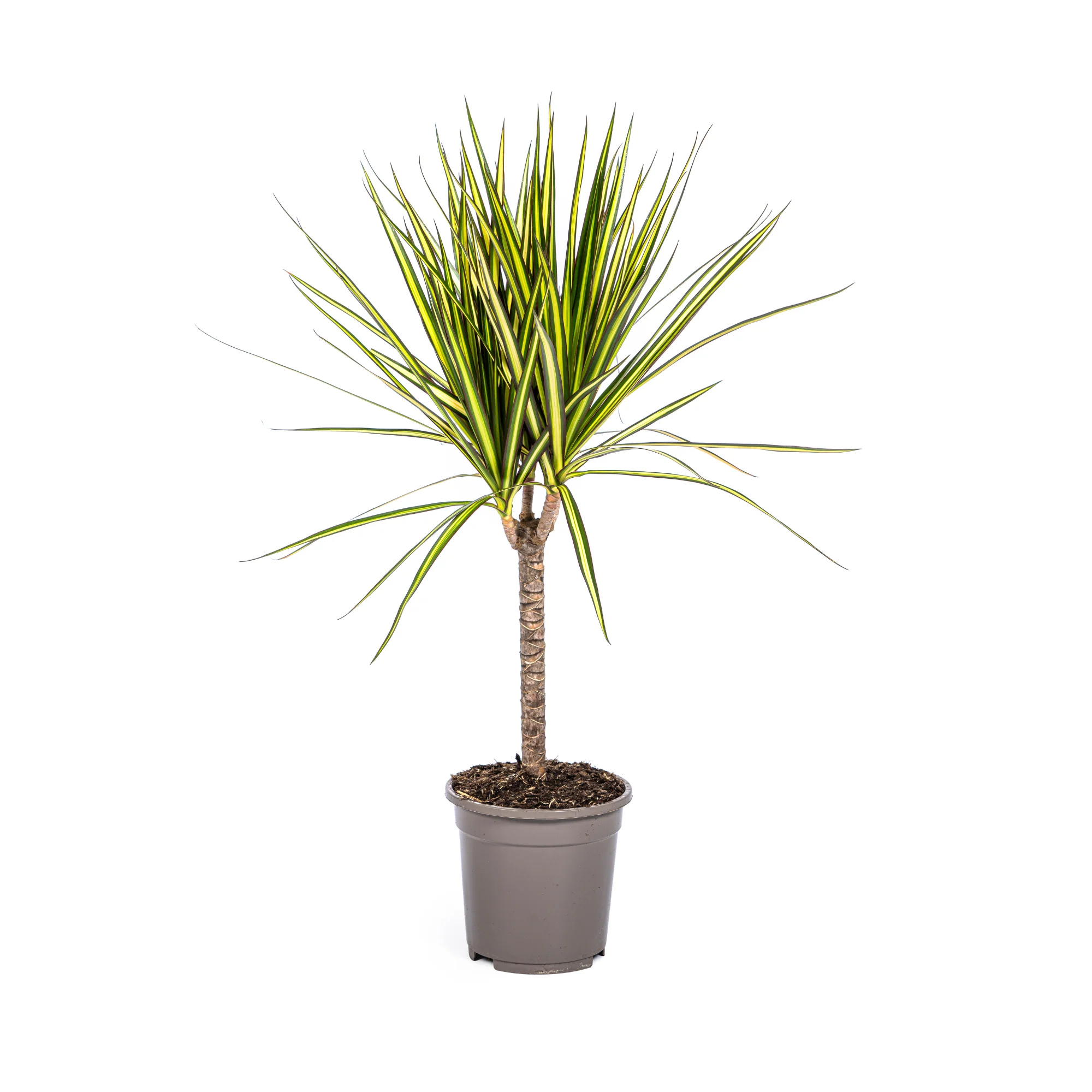 Drachenbaum - Dracaena Marginata Sunray  | 60 - 80cm | Ø17cm