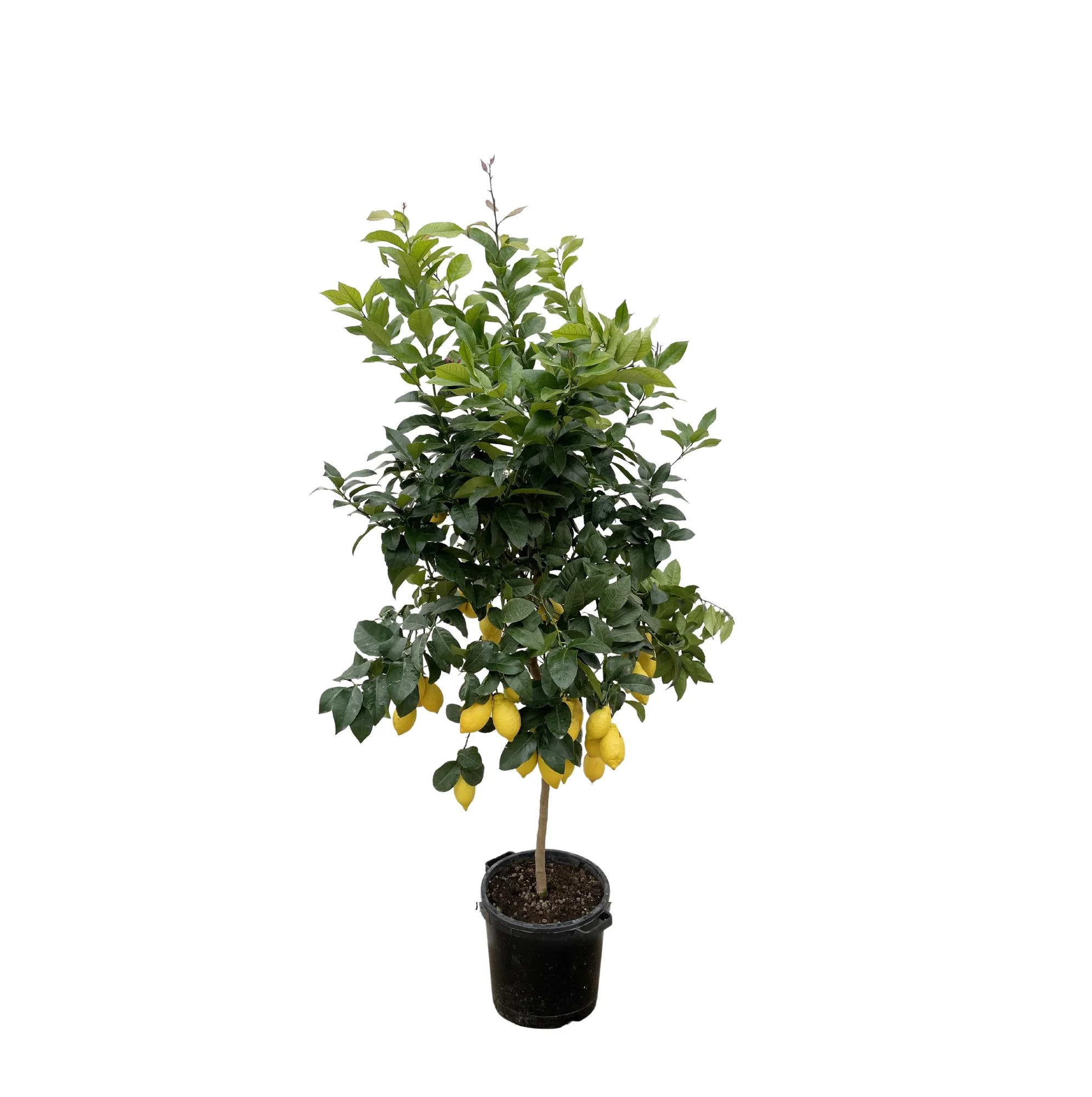 Zitronenbaum - Citrus Lemon | 210cm | Ø40 cm