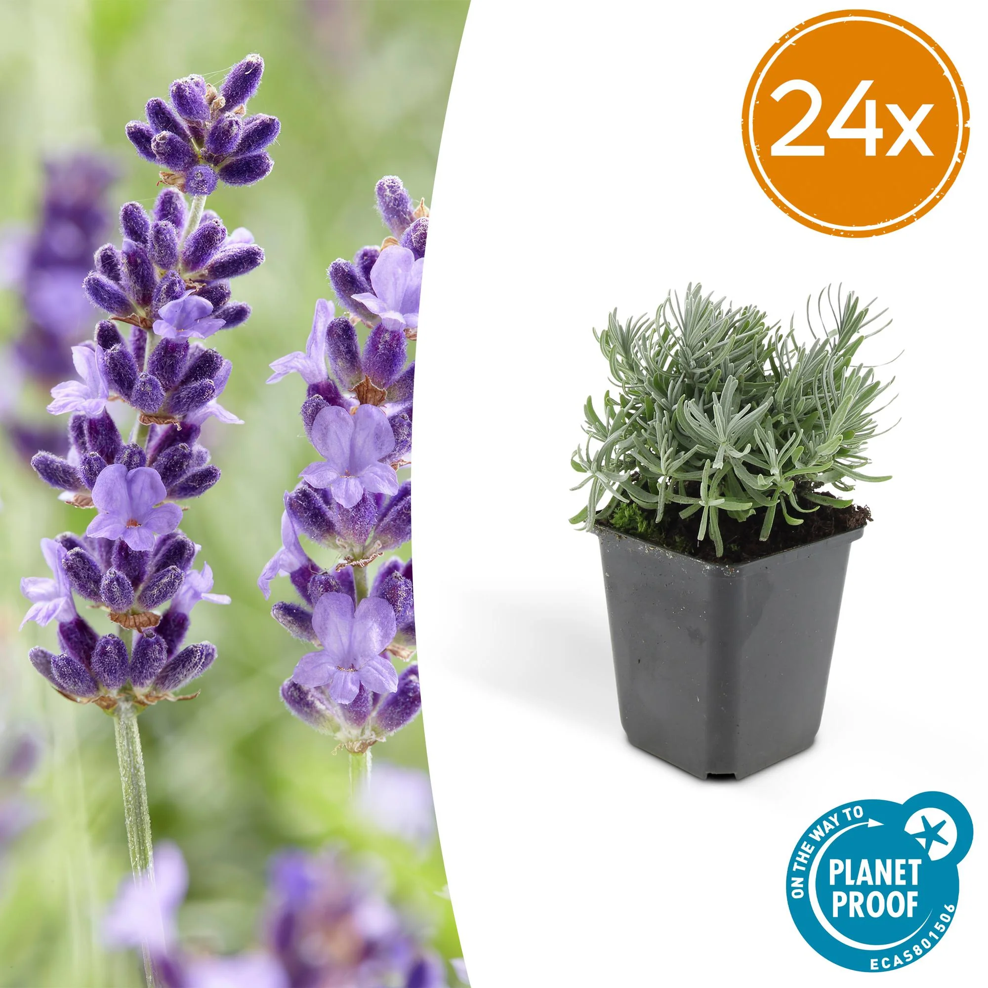 24x Lavendel - Lavandula 'Hidcote' | 10-25cm | Ø9cm