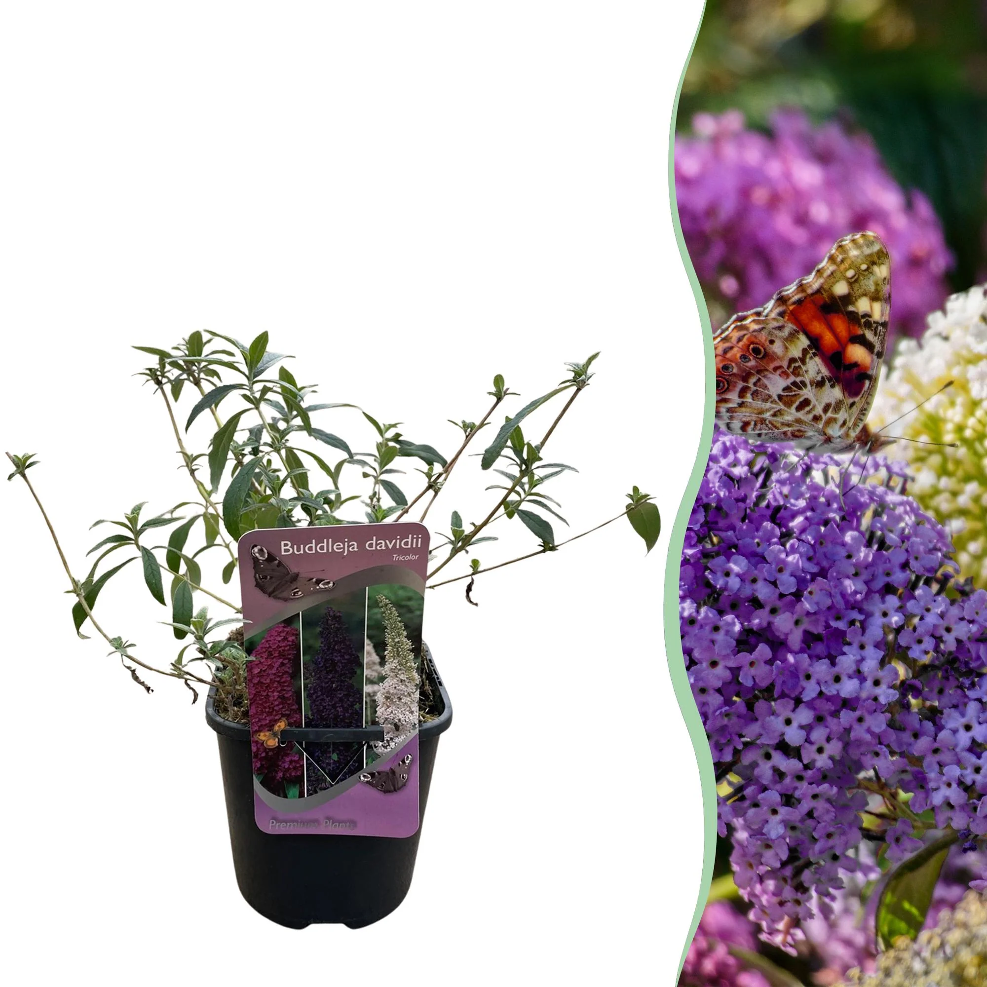 Schmetterlingsstrauch - Buddleja davidii Tricolour | Topf 17cm Höhe 30cm