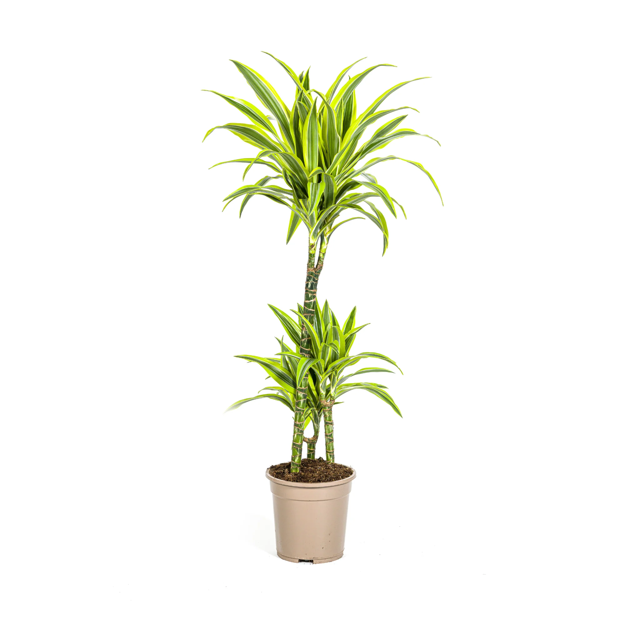 Drachenbaum - Dracaena Deremensis Lemon Lime | 90 - 110cm | Ø21cm