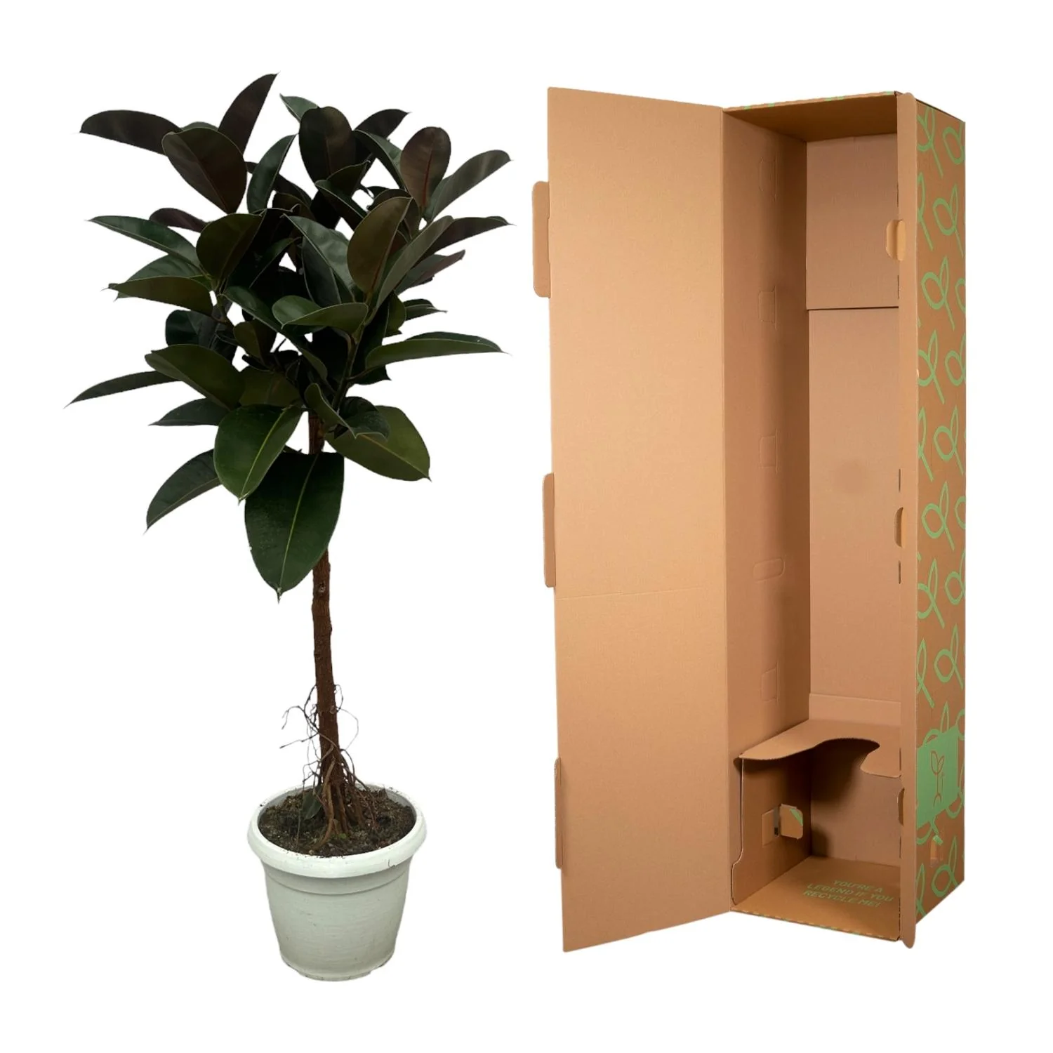 Gummibaum auf Stamm - Ficus Elastica Robusta | 130 cm | Ø24cm