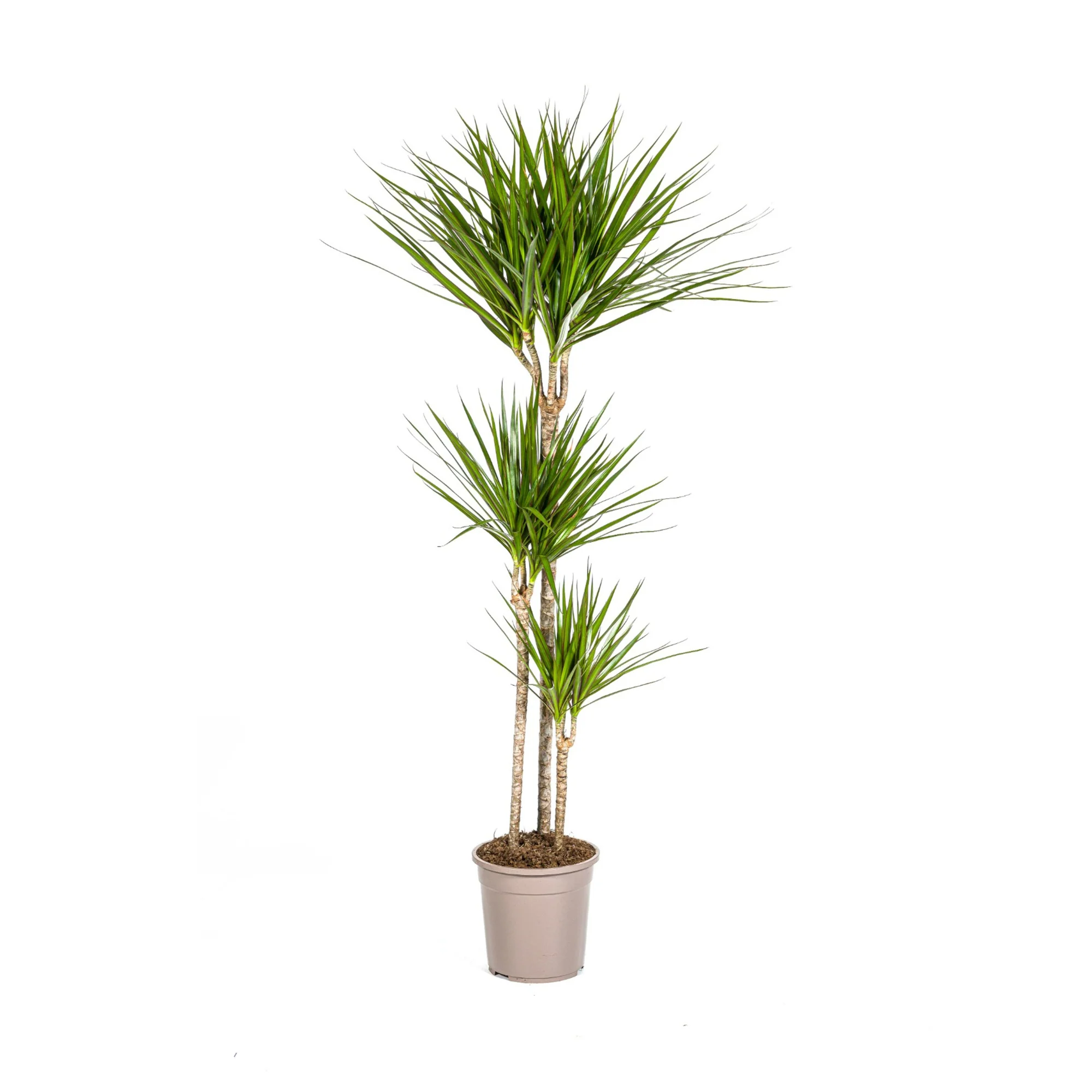 Dracaena Marginata Green | 130 - 150cm | Ø24cm
