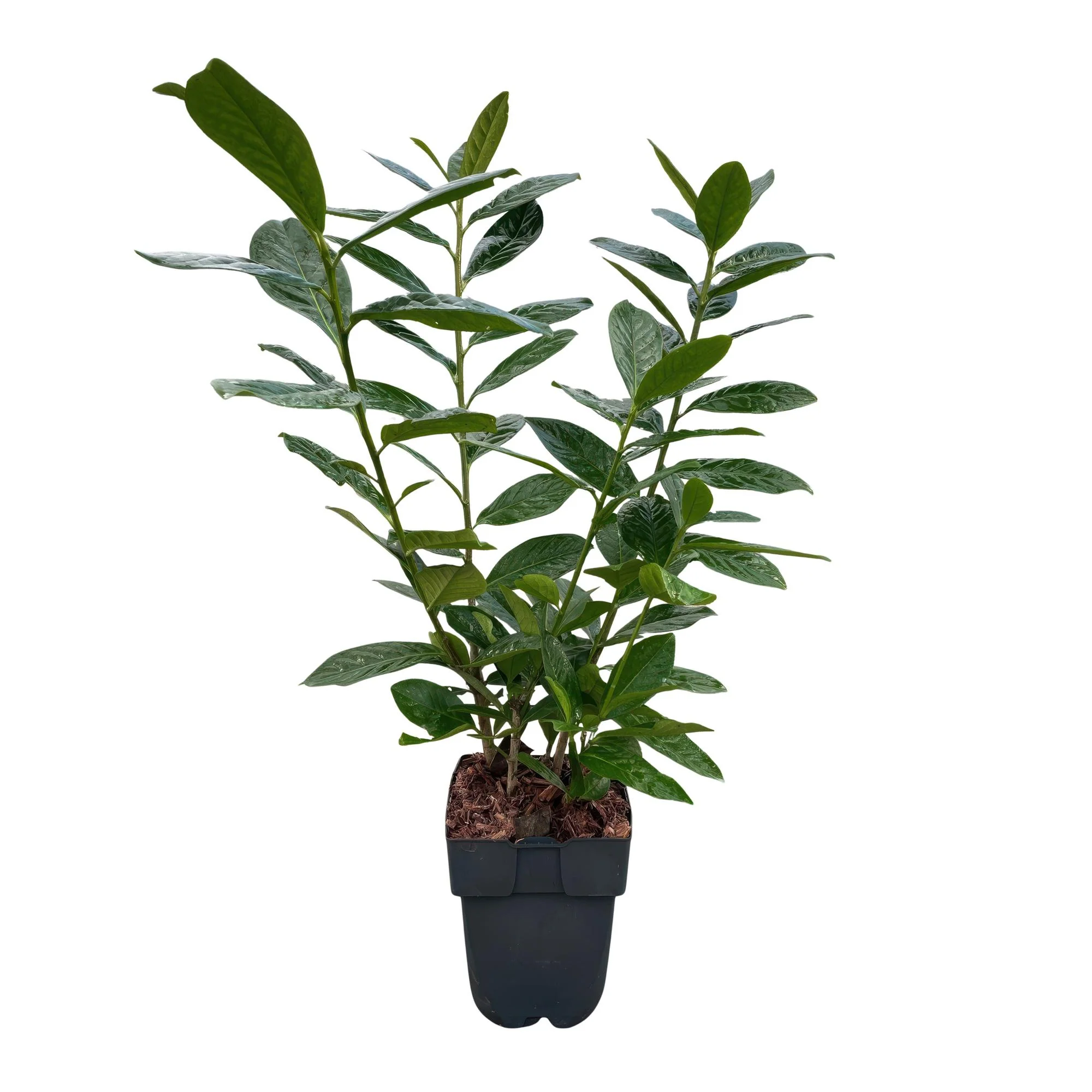 6x Kirschlorbeer - Prunus laurocerasus Novita | 6 Pflanzen - 1 laufender Meter | Topf 17cm - Höhe 50cm