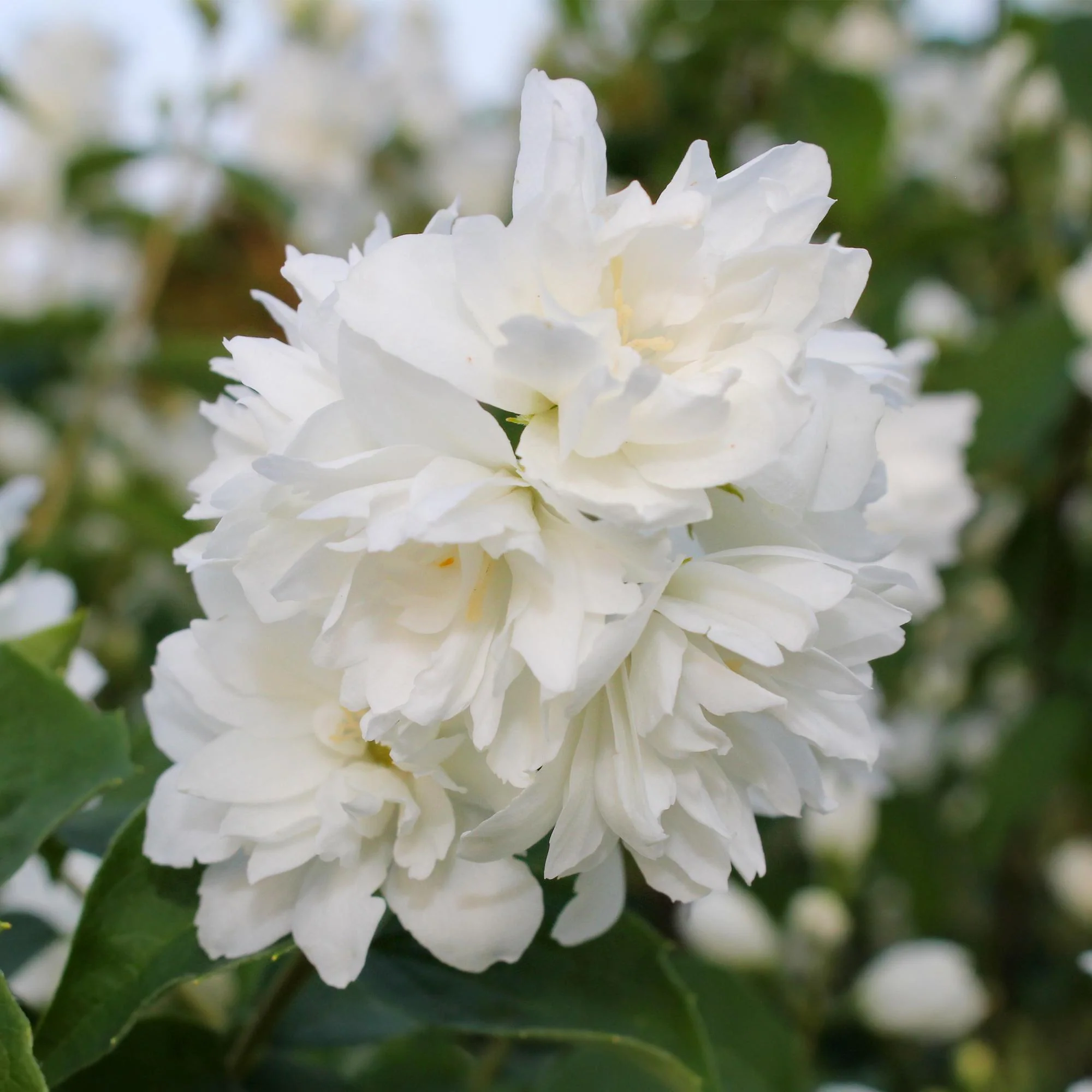 Gartenjasmin - Bauernjasmin - Philadelphus Snowbelle | Topf 17cm - Höhe 45cm