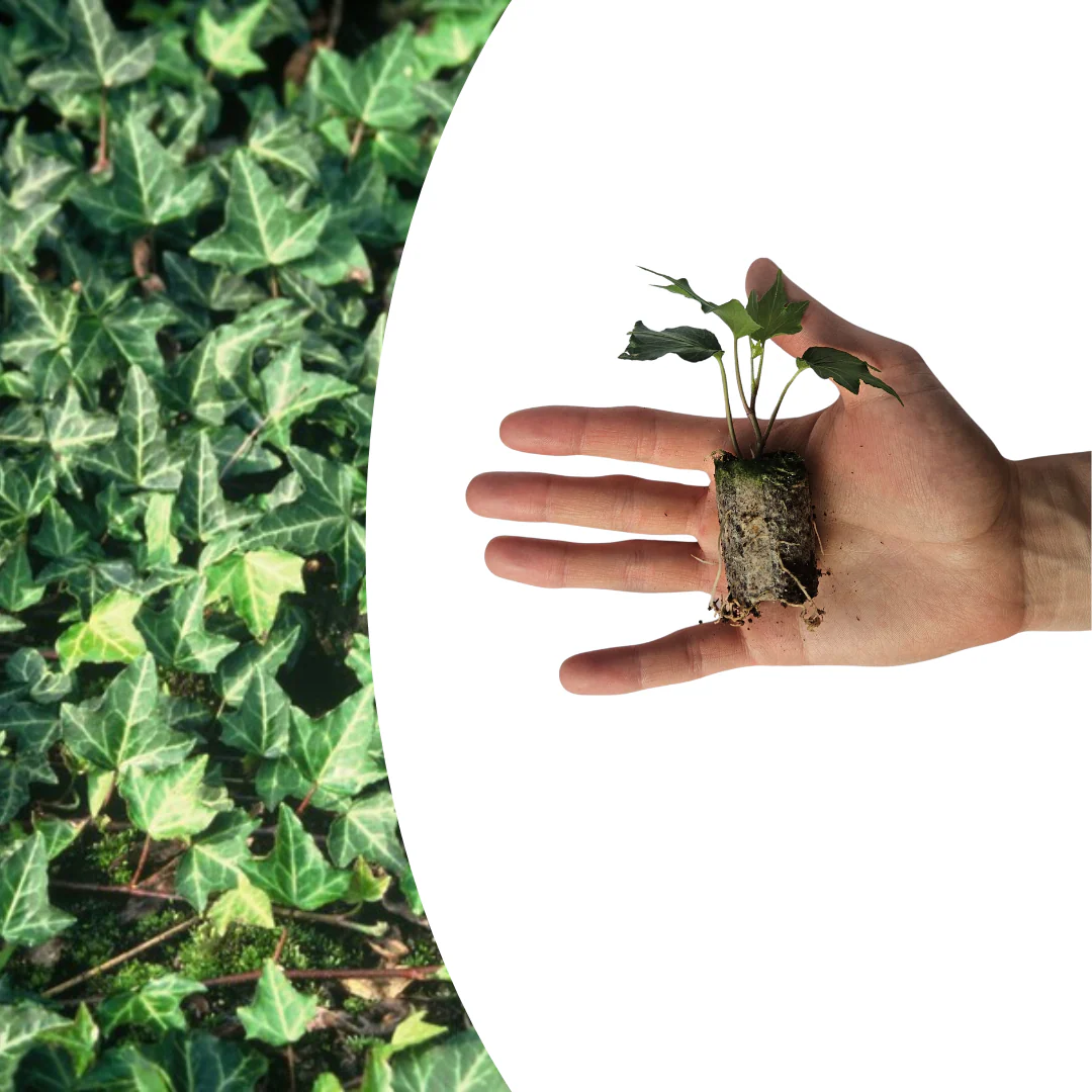 Efeu - Hedera 'Green Ripple' | 6 Jungpflanzen