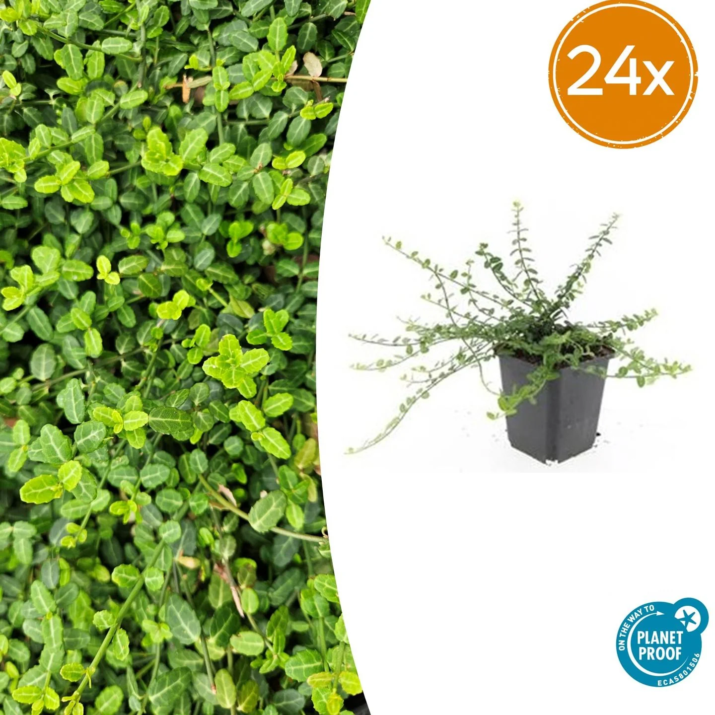 24x Zwergspindelstrauch - Euonymus fort. 'Minimus' | 10-25cm | Ø9cm