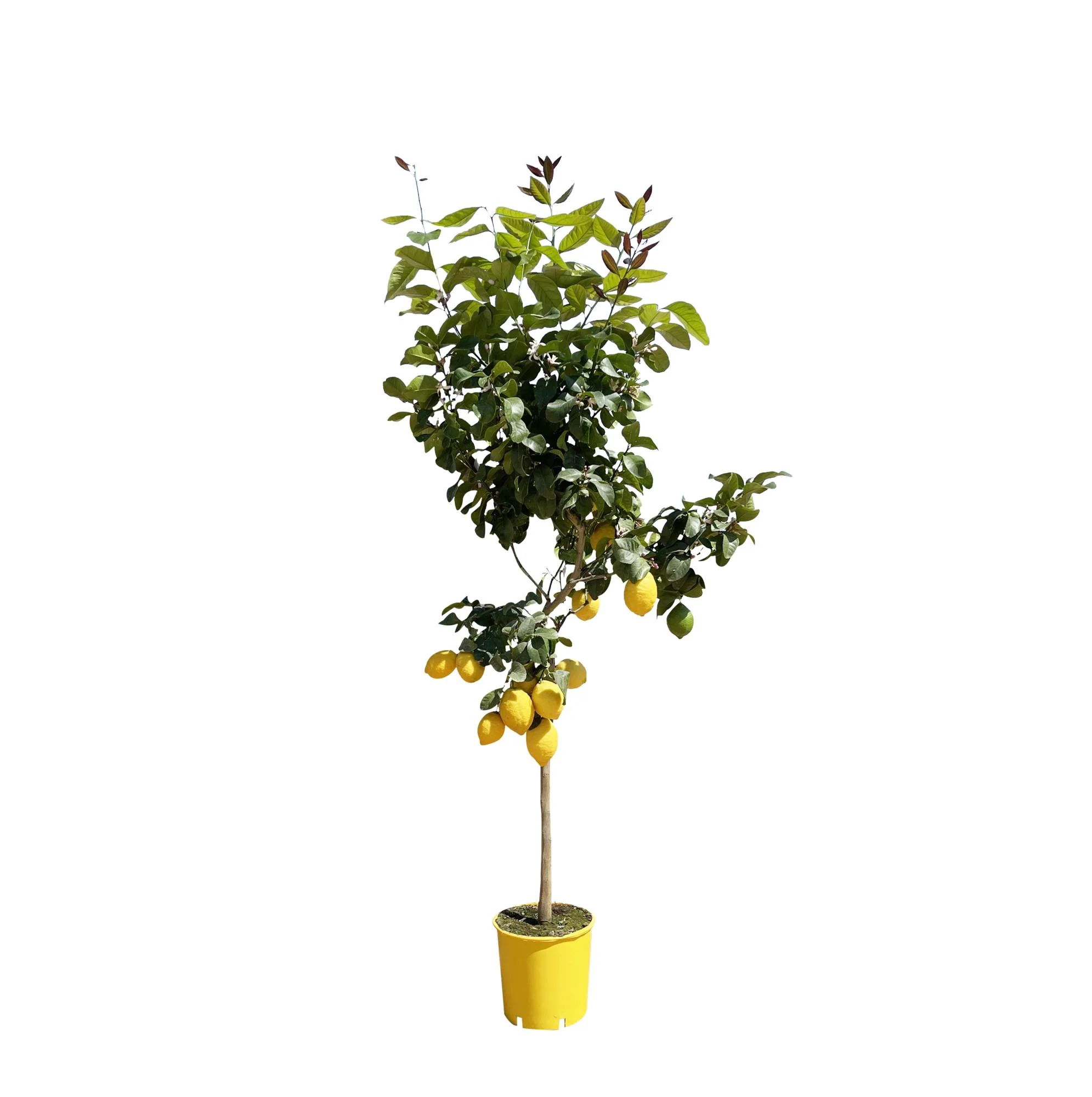 Zitronenbaum - Citrus Lemon | 150 cm | Ø24 cm