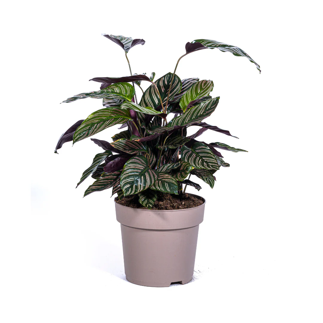 Korbmarante - Calathea Ornata Sanderiana | 60 - 80cm | Ø27cm