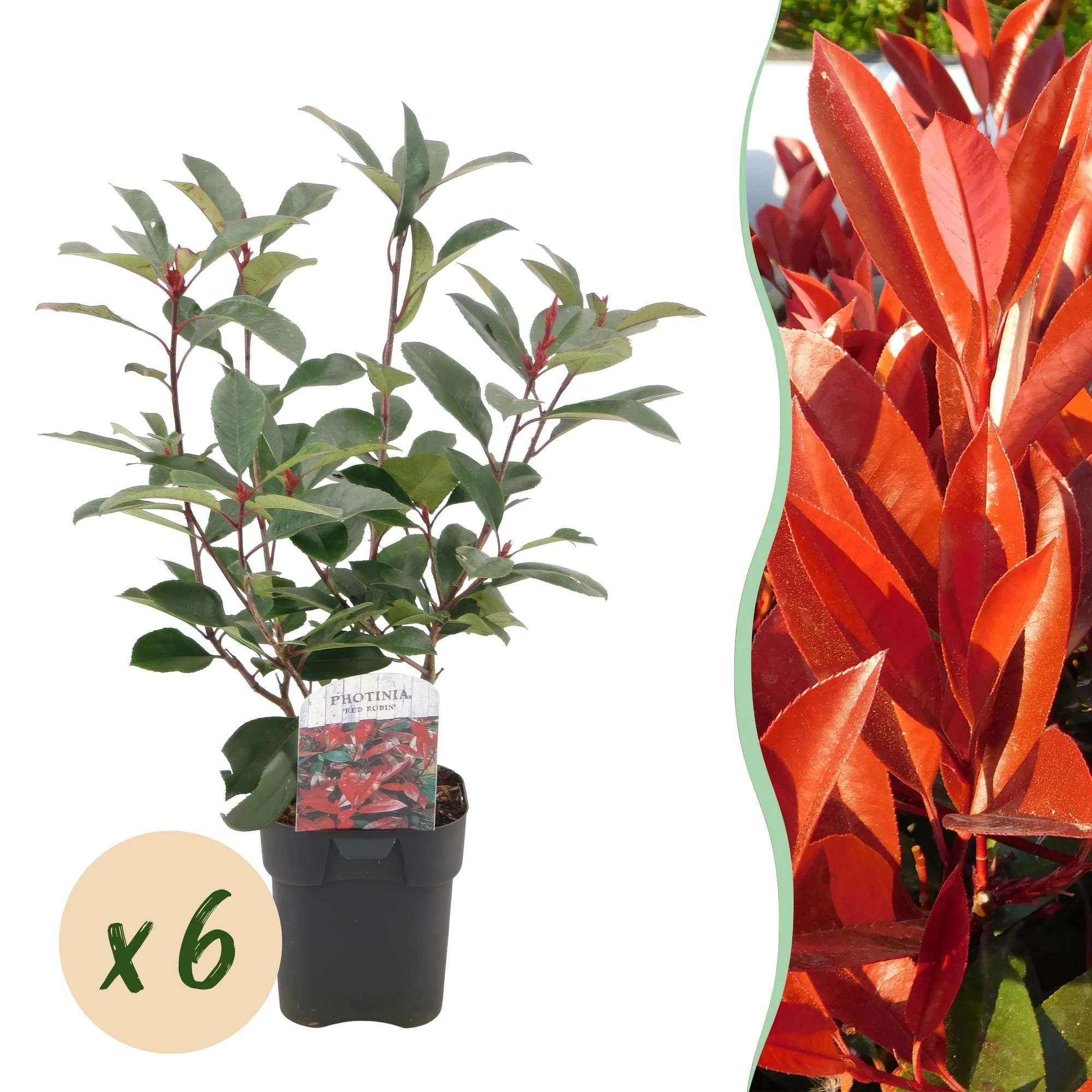 6x Glanzmispel - Photinia fraseri Red Robin | 6 Pflanzen - 1 laufender Meter | Topf 17cm - Höhe 50cm