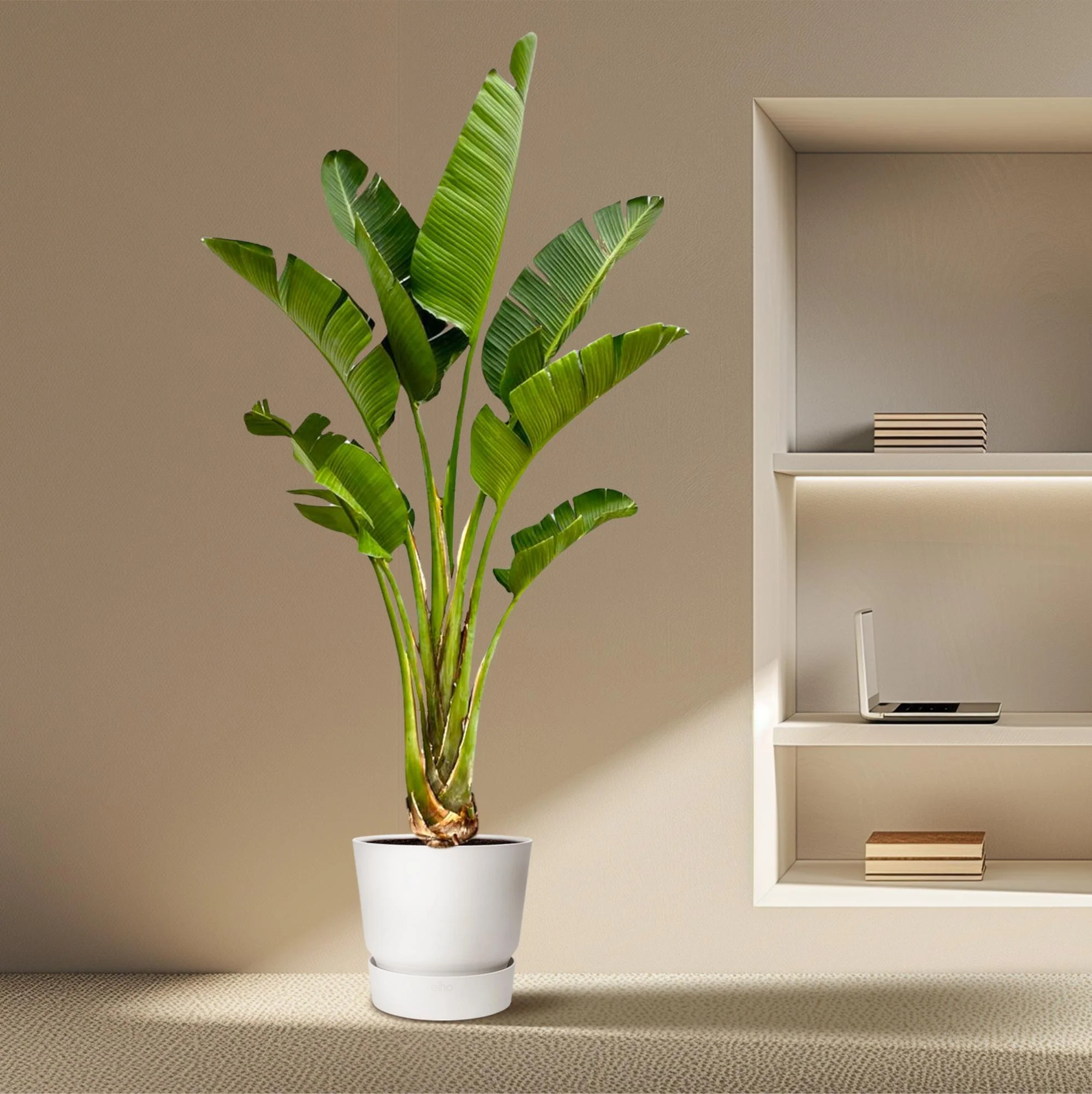 XXL Weiße Paradiesvogelblume - Strelitzia Augusta | 250 cm | Ø45 cm