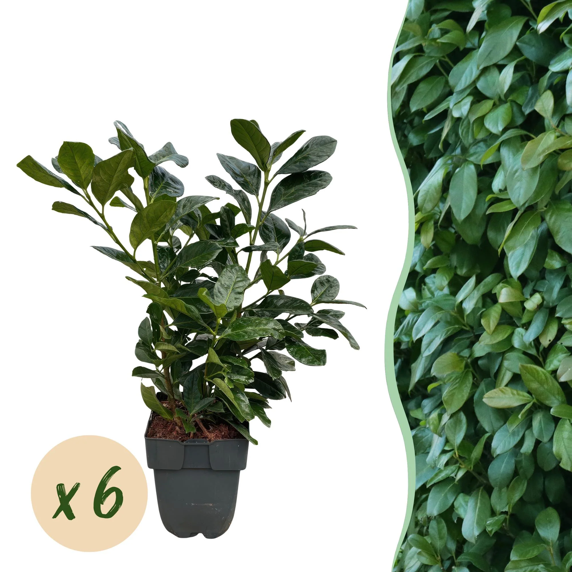 6x Kirschlorbeer - Prunus laurocerasus Etna | 6 Pflanzen - 1 laufender Meter | Topf 17cm - Höhe 50cm