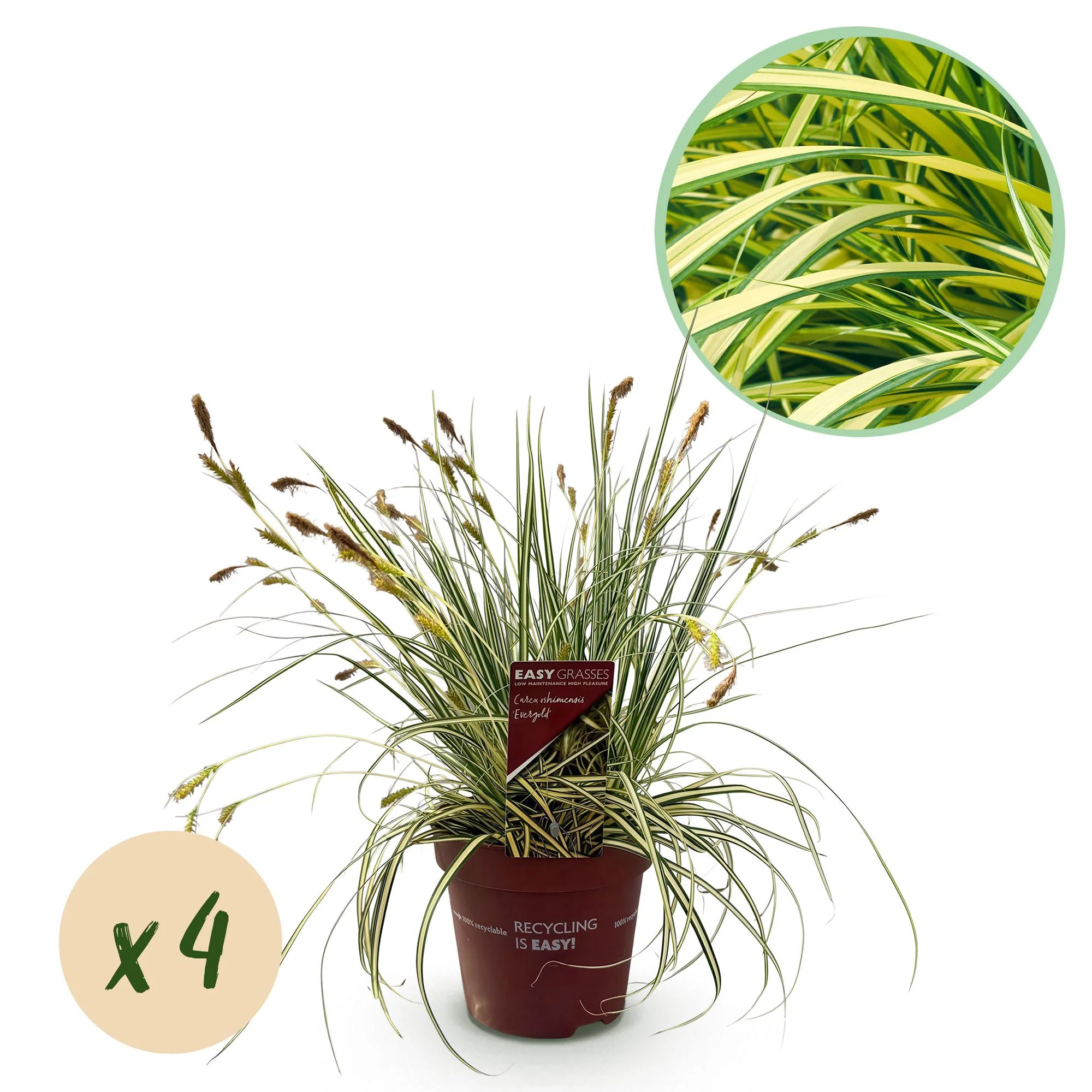 4x Japan-Segge - Carex oshimensis Evergold | 50 cm | Ø17 cm