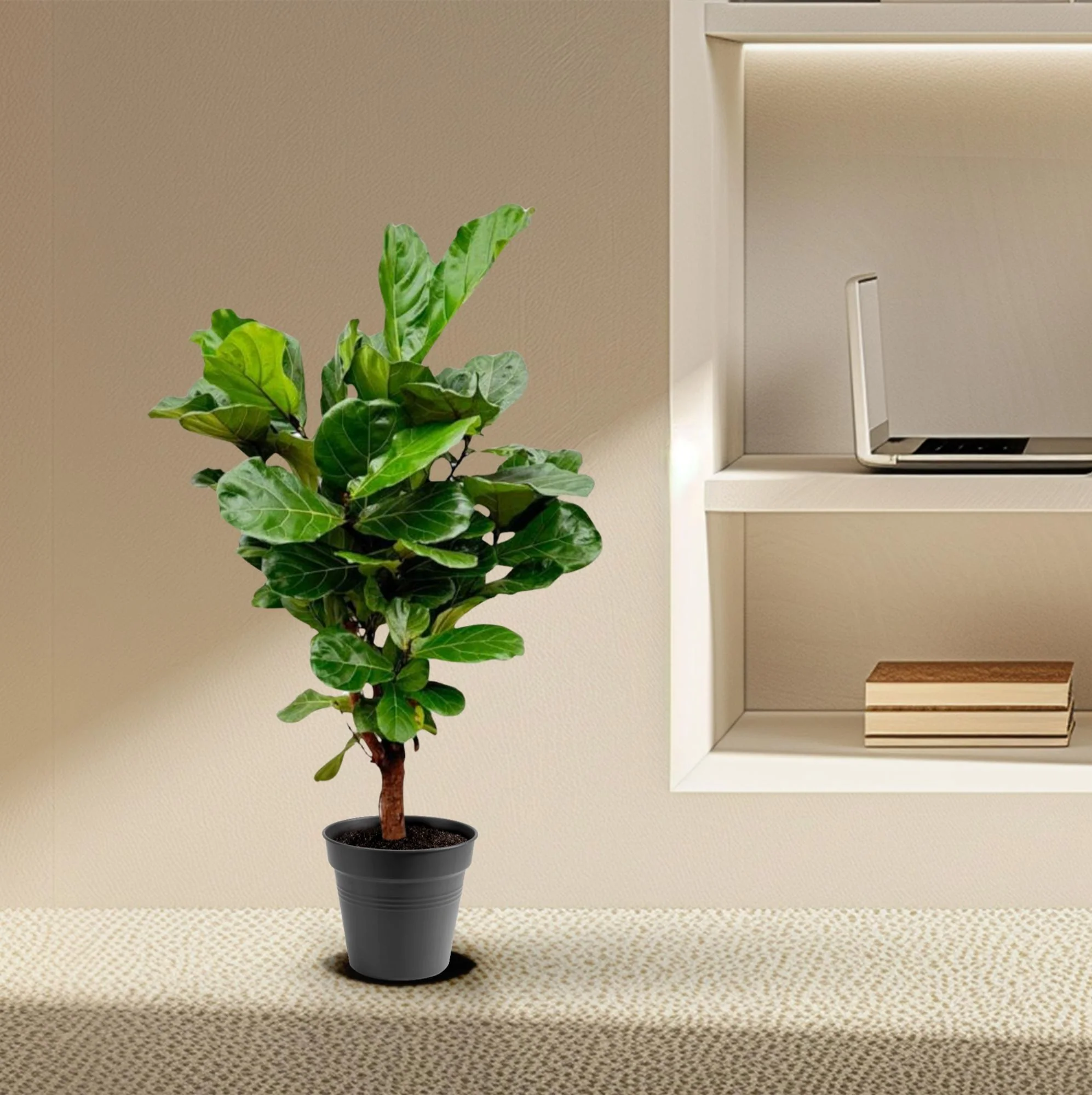 Geigenfeige - Ficus Lyrata | 140-160 cm | Ø24 cm