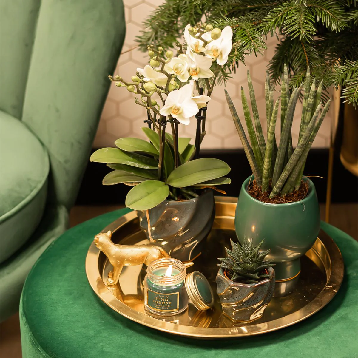 Sukkulente Haworthia Limifolia | Ø9 cm