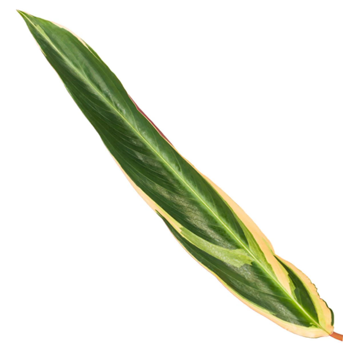 Korbmarante - Calathea Triostar (Stromanthe) | 80 cm | Ø19cm