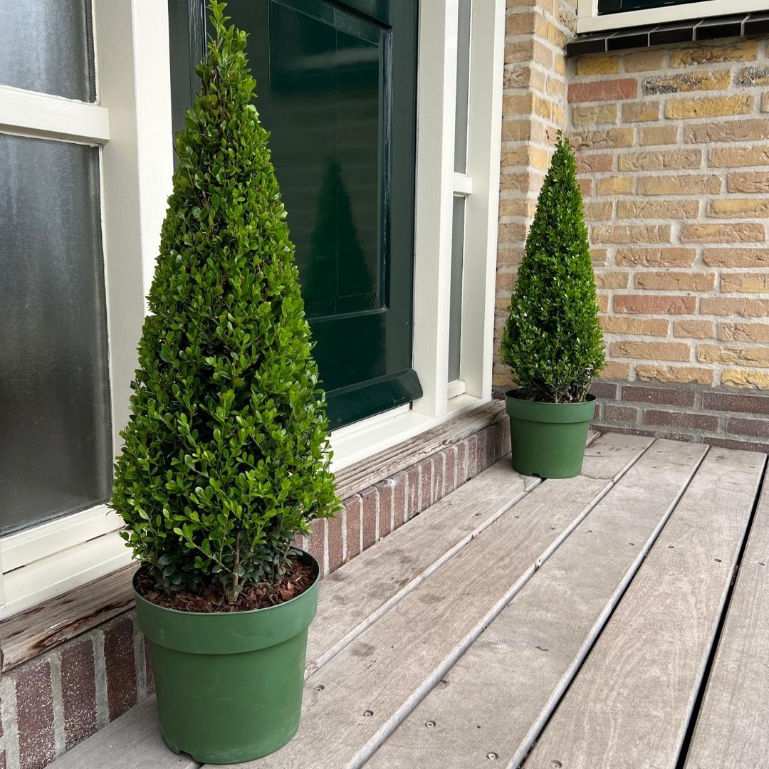 Ilex pyramide - Stechpalme Pyramide | 55 cm | Ø21 cm