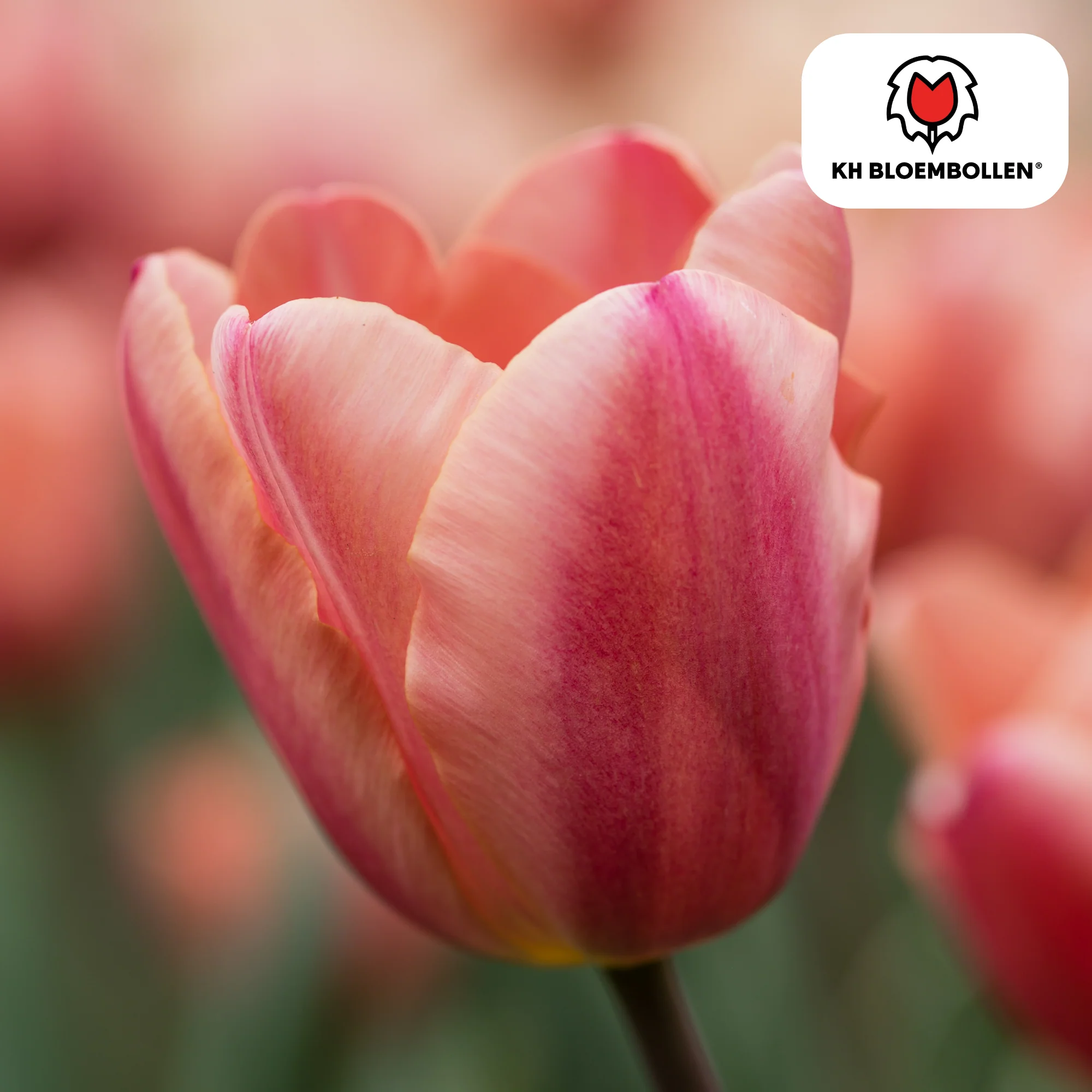 Tulpenzwiebeln Apricot Foxx – 20 Stück | Größe 11/12