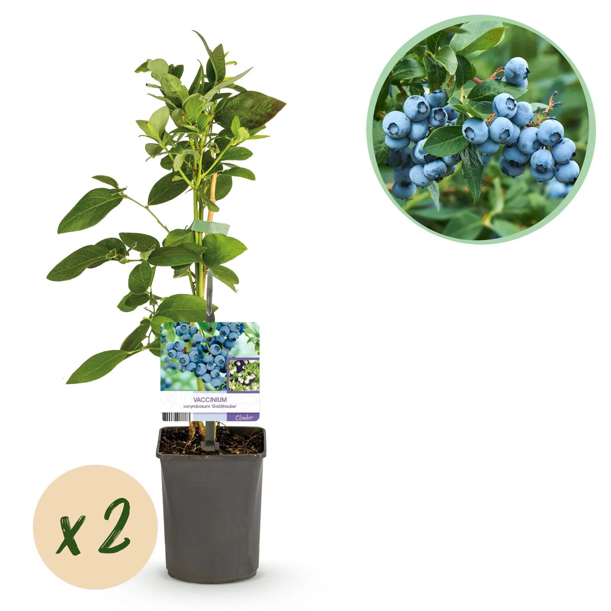 2x Heidelbeere - Blaubeere - Vaccinium corymbosum Goldtraube | 2 Pflanzen | Topf 11cm - Höhe 40cm