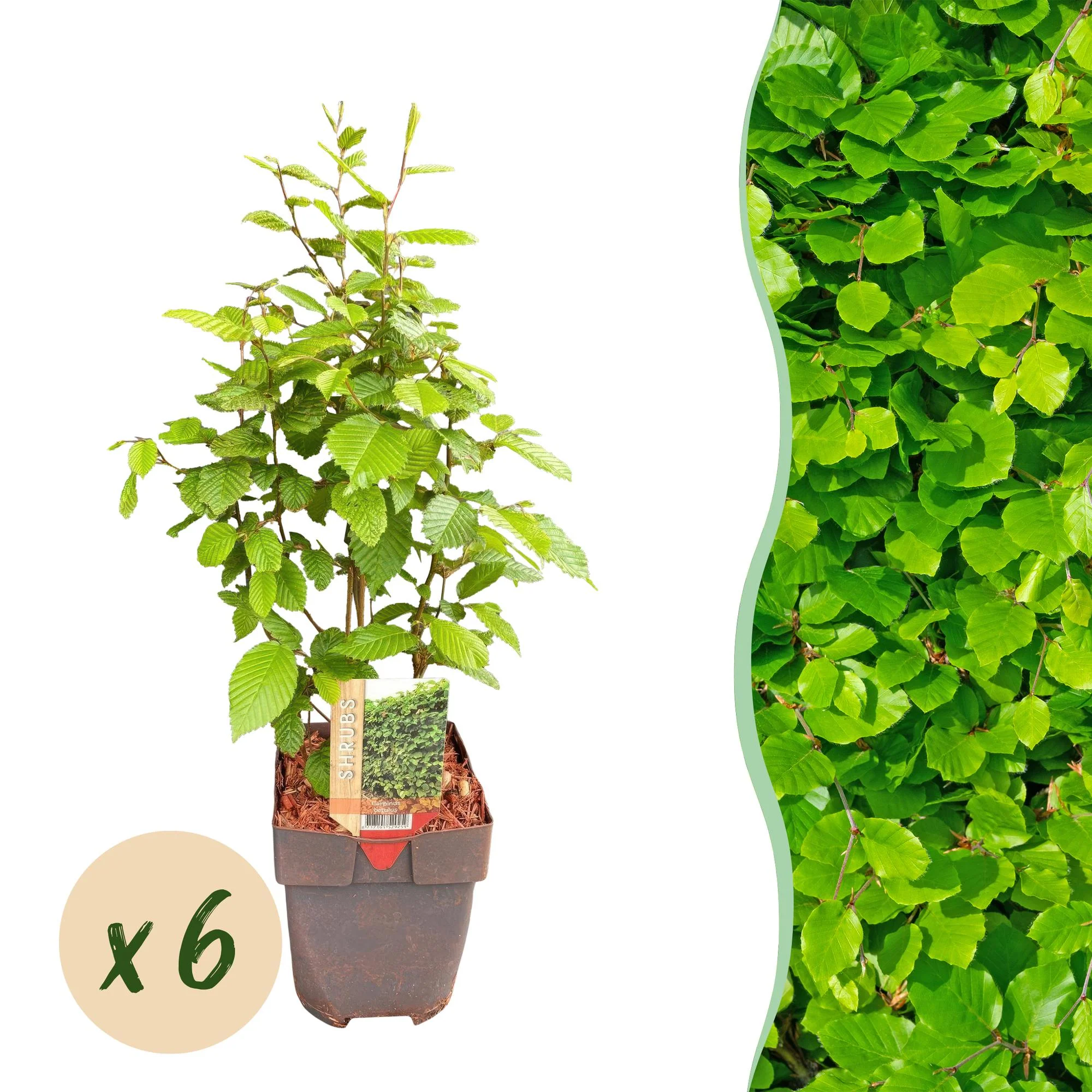 6x Hainbuche - Carpinus betulus -| 6 Pflanzen - 1 laufender Meter | Topf 17cm - Höhe 55cm