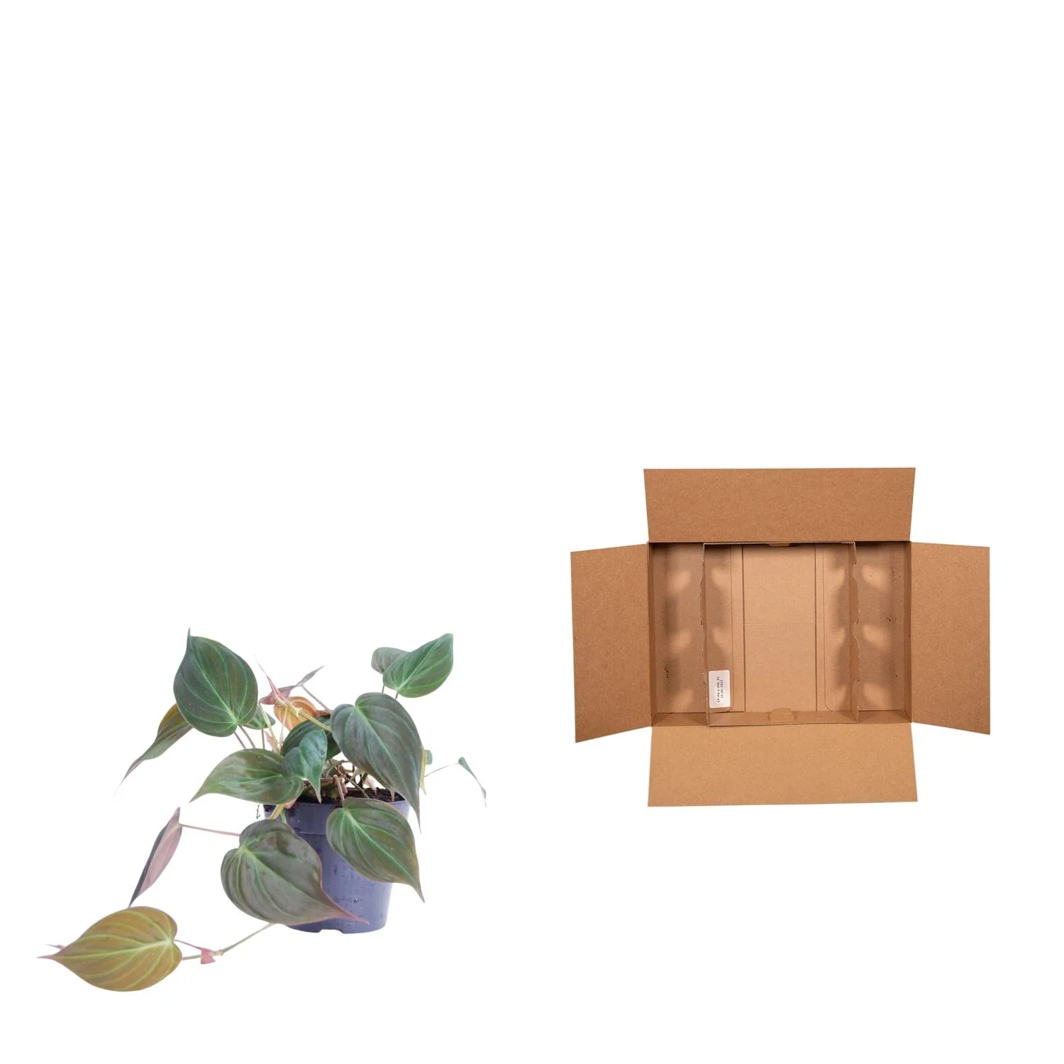 Samtblatt-Philodendron - Philodendron scandens 'Micans' | 25 cm | Ø12