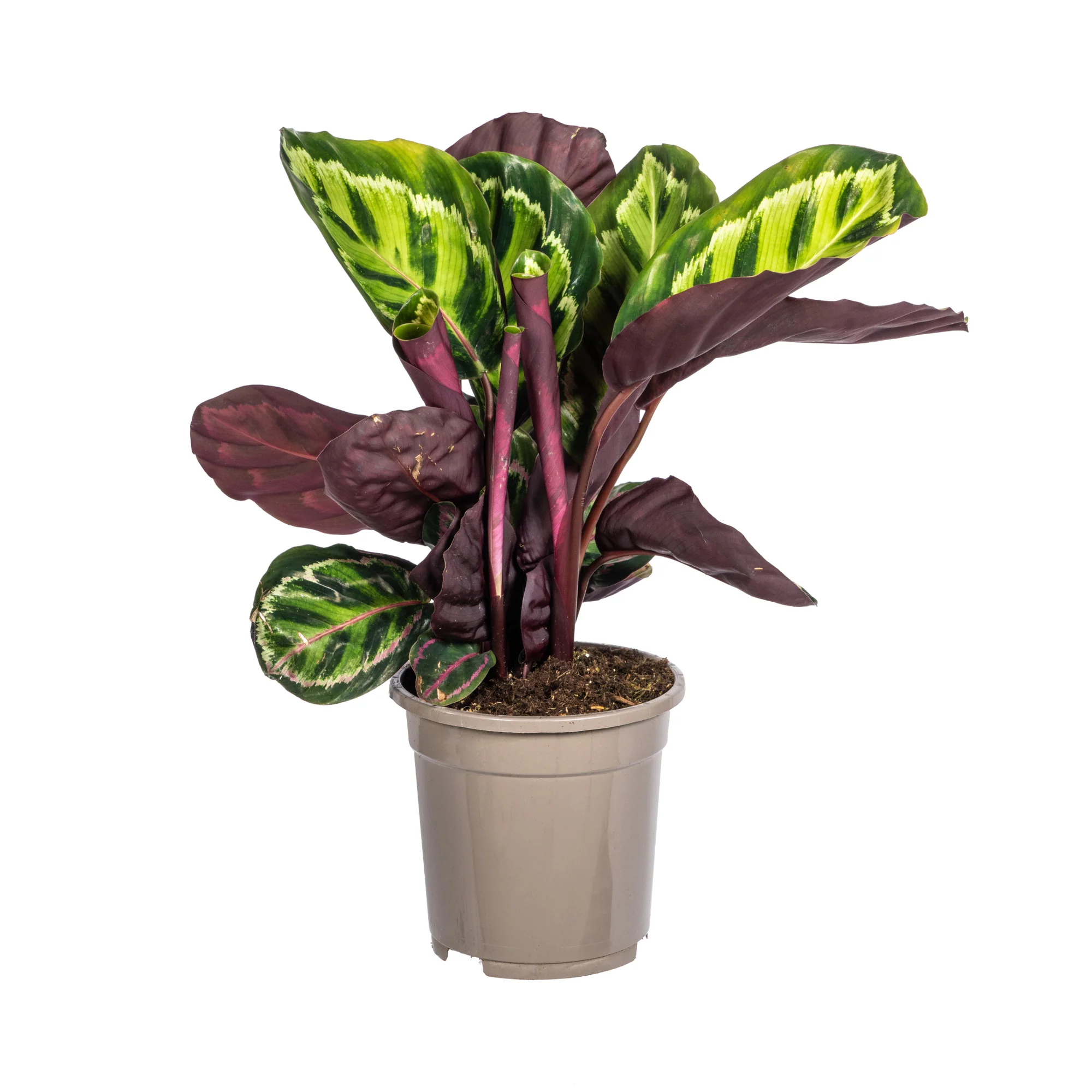 Korbmarante - Calathea Roseopicta | 40 - 50cm | Ø17cm