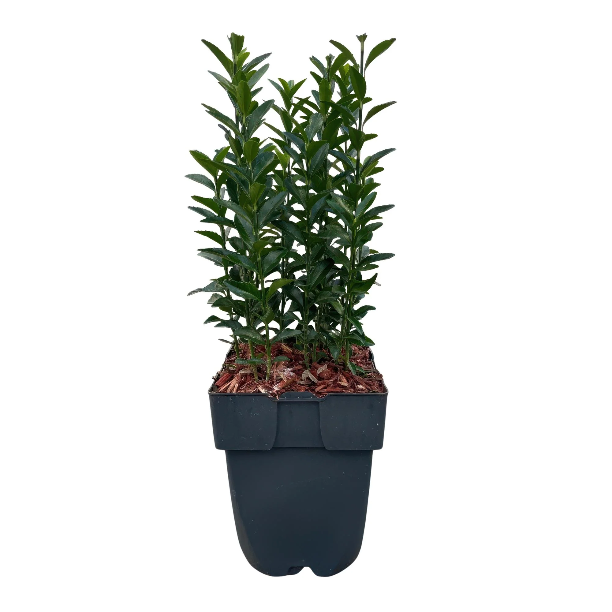 6x Japanischer Spindelstrauch - Euonymus japonica Green Spire | 6 Pflanzen - 1 laufender Meter | Topf 17cm - Höhe 40cm